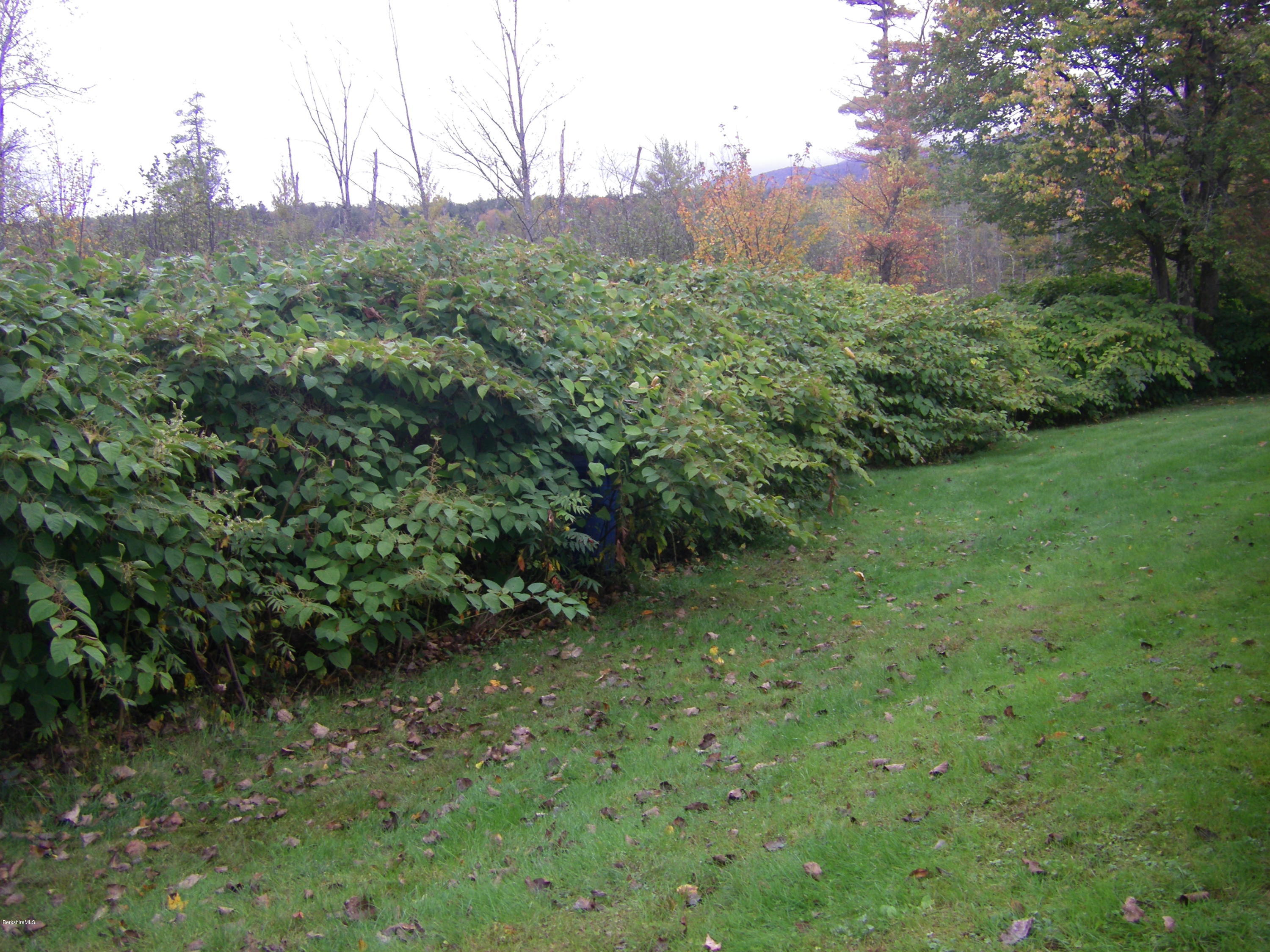 300 Cross Road Clarksburg, MA 01247 - Photo 11 of 29 a view of a lush green forest