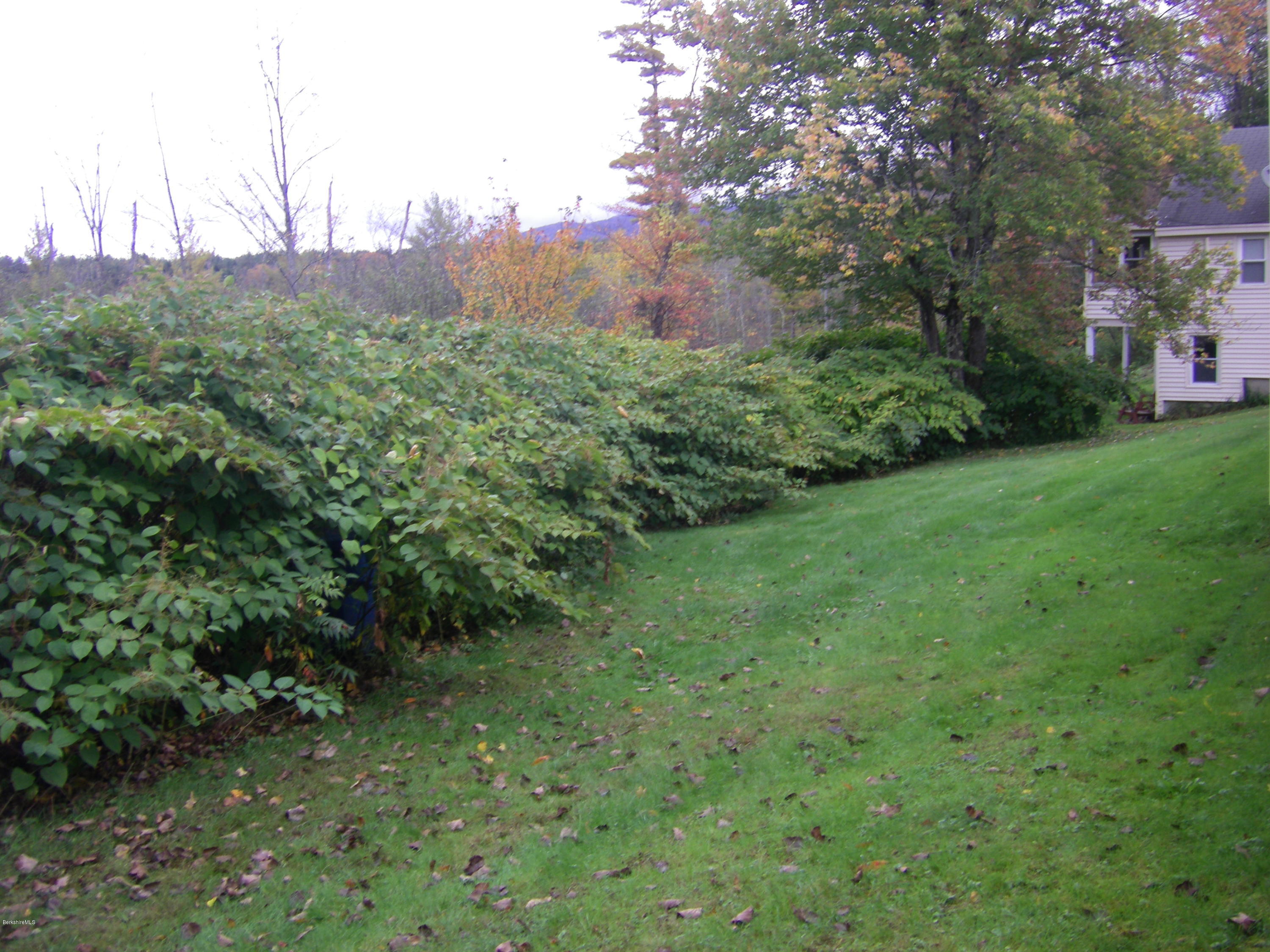 300 Cross Road Clarksburg, MA 01247 - Photo 9 of 29 a view of a big yard with plants and a large tree