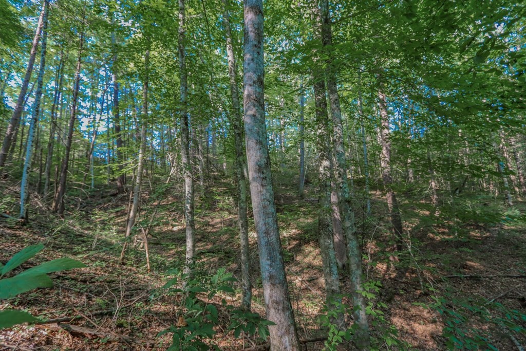 642 Green Hill Road Del Rio, TN 37727 - Photo 38 of 38 Gallery Image 38