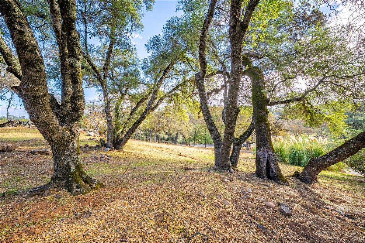 2540 Muir Court Cool, CA 95614 - Photo 67 of 97 a view of a yard with a tree