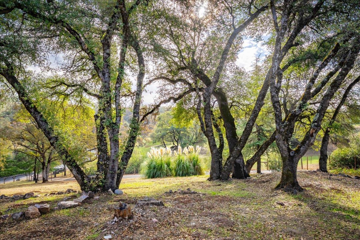 2540 Muir Court Cool, CA 95614 - Photo 68 of 97 a view of a trees with a yard