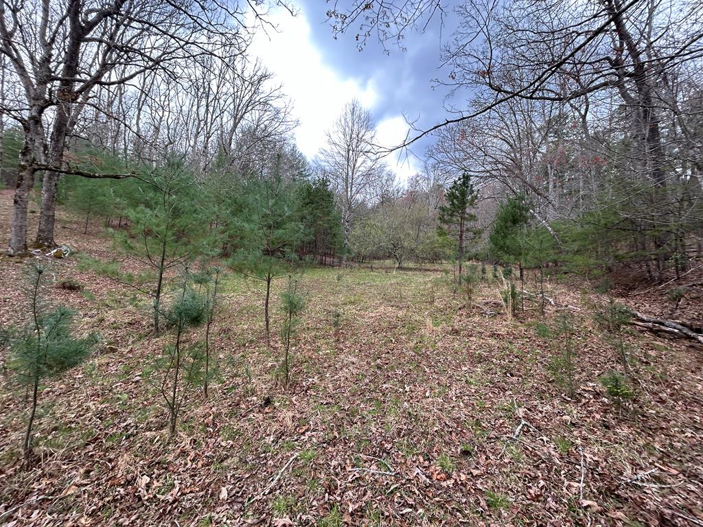 262 Dial Road Blue Ridge, GA 30513 - Photo 22 of 71 Private Valley tucked away on Acreage
