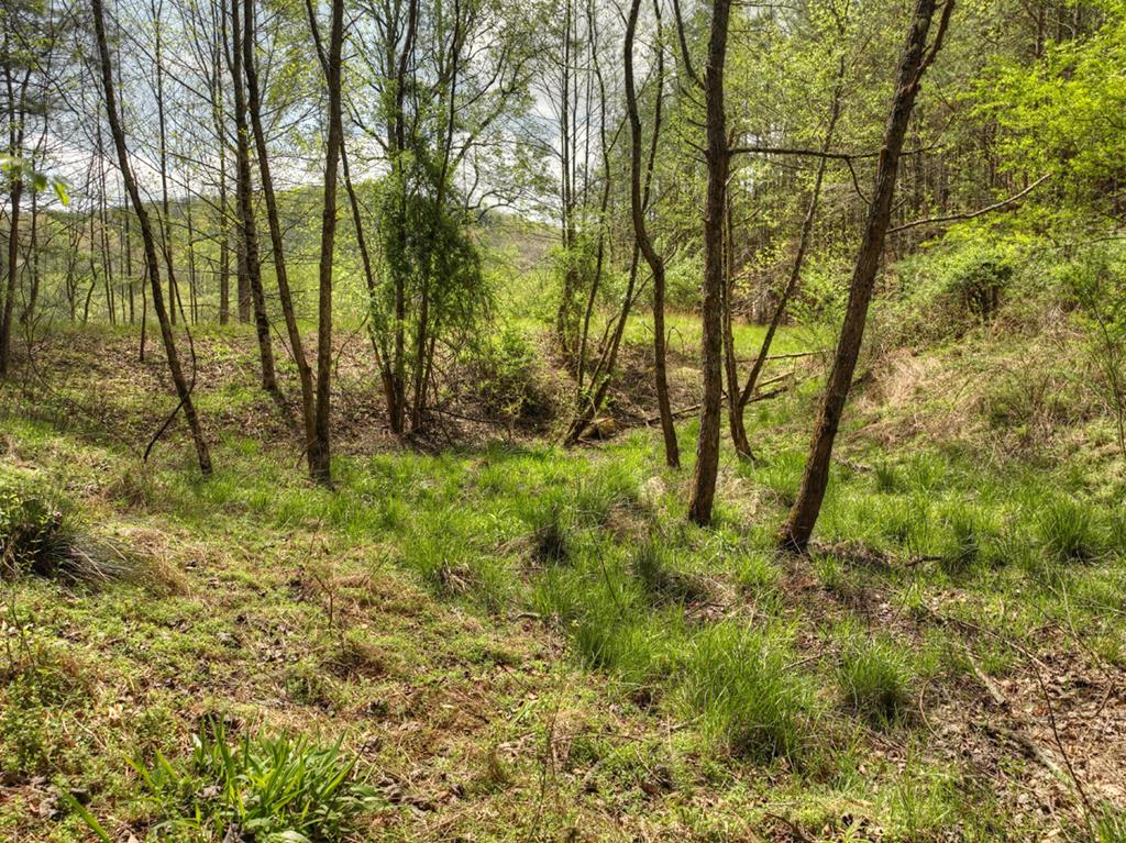 262 Dial Road Blue Ridge, GA 30513 - Photo 32 of 71 Lush Acreage