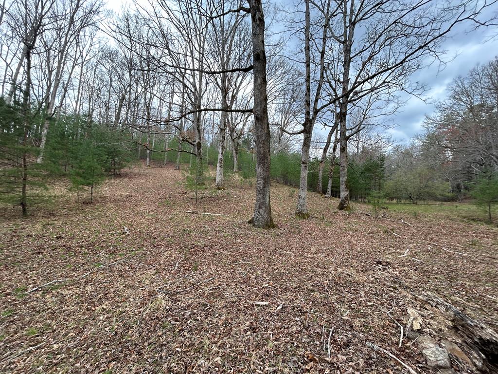 262 Dial Road Blue Ridge, GA 30513 - Photo 39 of 71 Private Peaceful Acreage