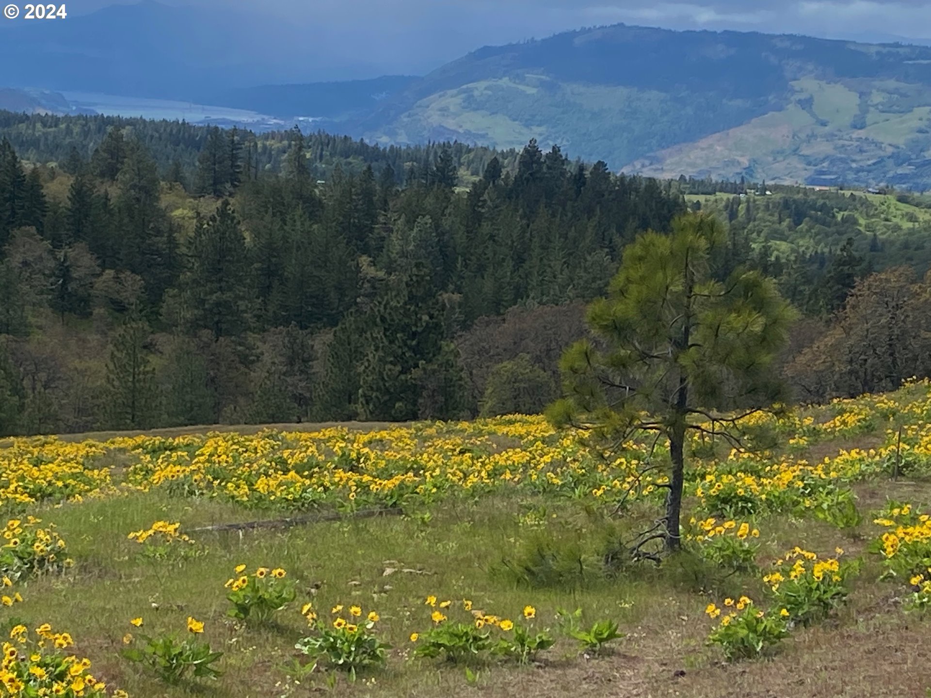 Martin Road The Dalles, OR 97058 - Photo 14 of 24 Gallery Image 14