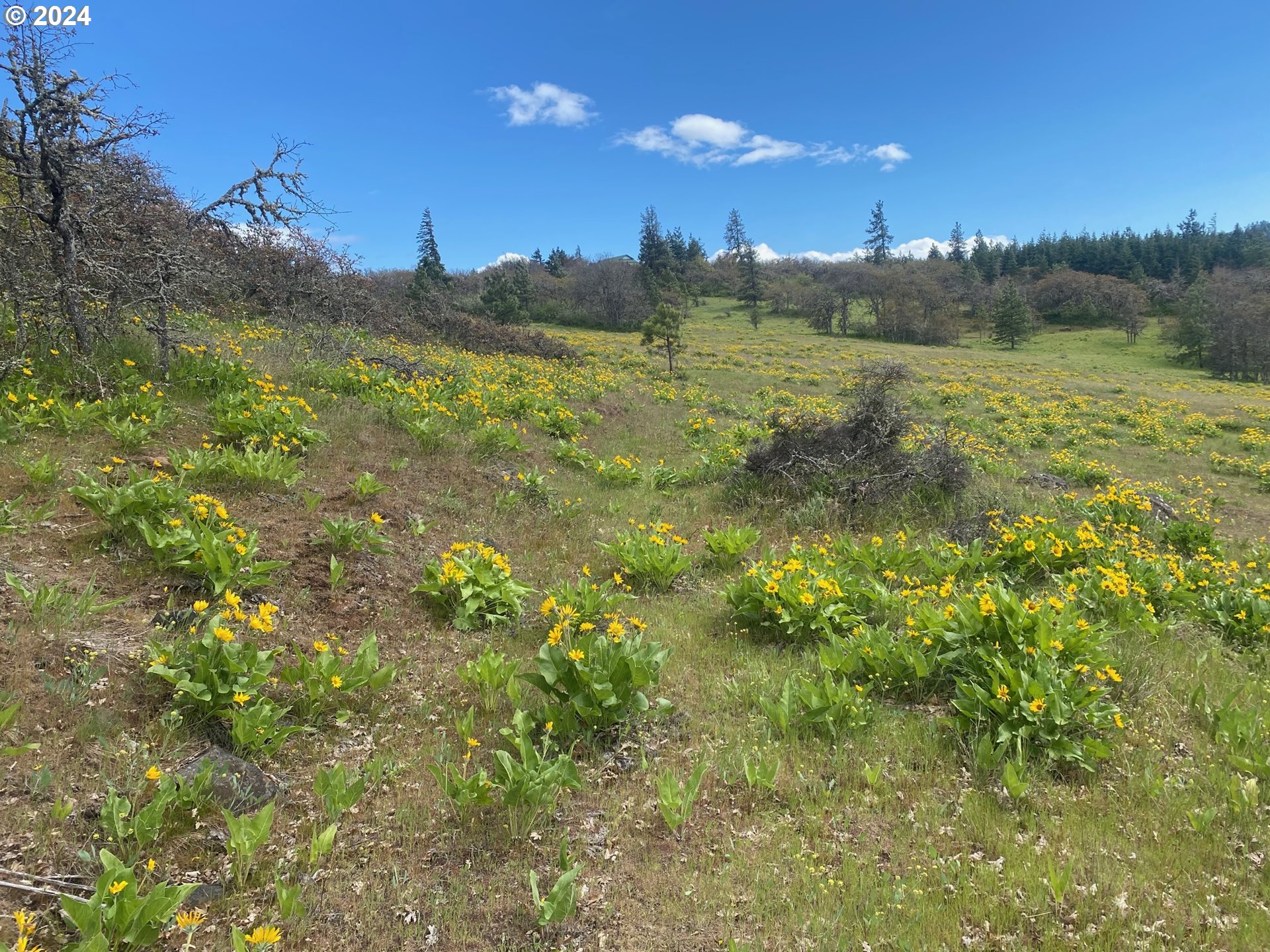 Martin Road The Dalles, OR 97058 - Photo 16 of 24 Gallery Image 16