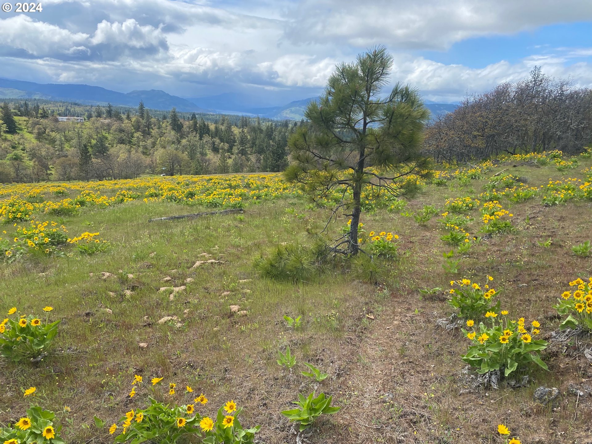 Martin Road The Dalles, OR 97058 - Photo 17 of 24 Gallery Image 17