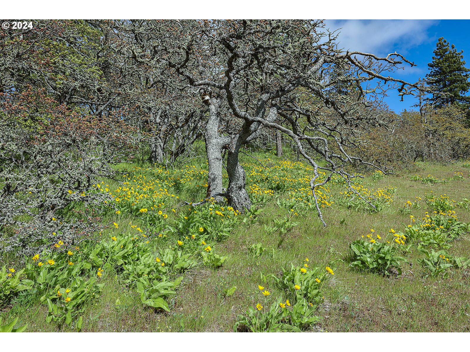 Martin Road The Dalles, OR 97058 - Photo 7 of 24 Gallery Image 7