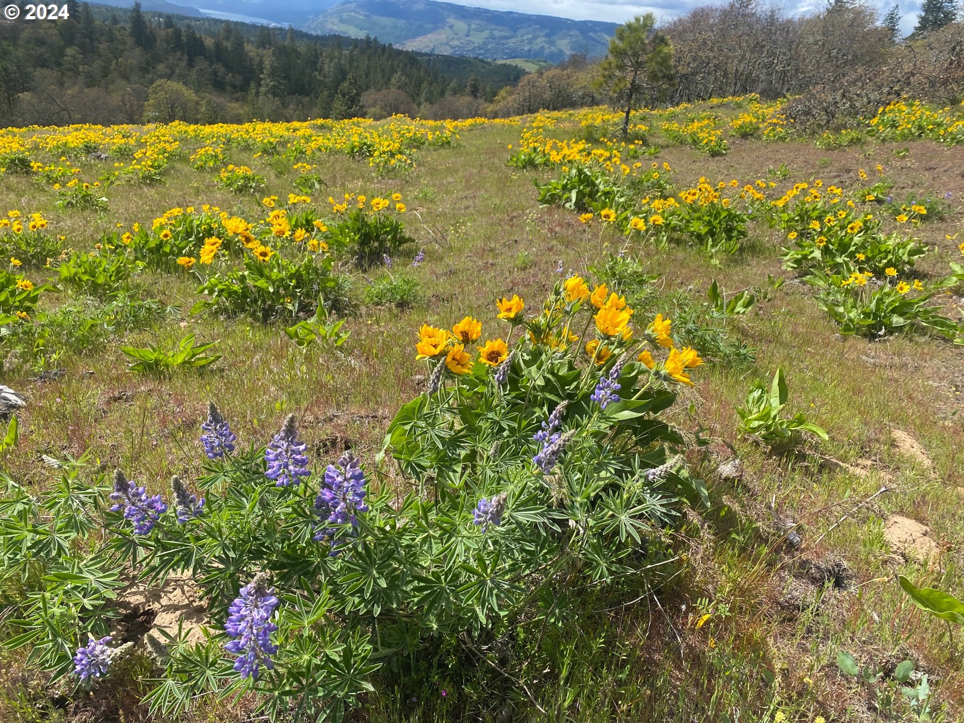 Martin Road The Dalles, OR 97058 - Photo 9 of 24 Gallery Image 9