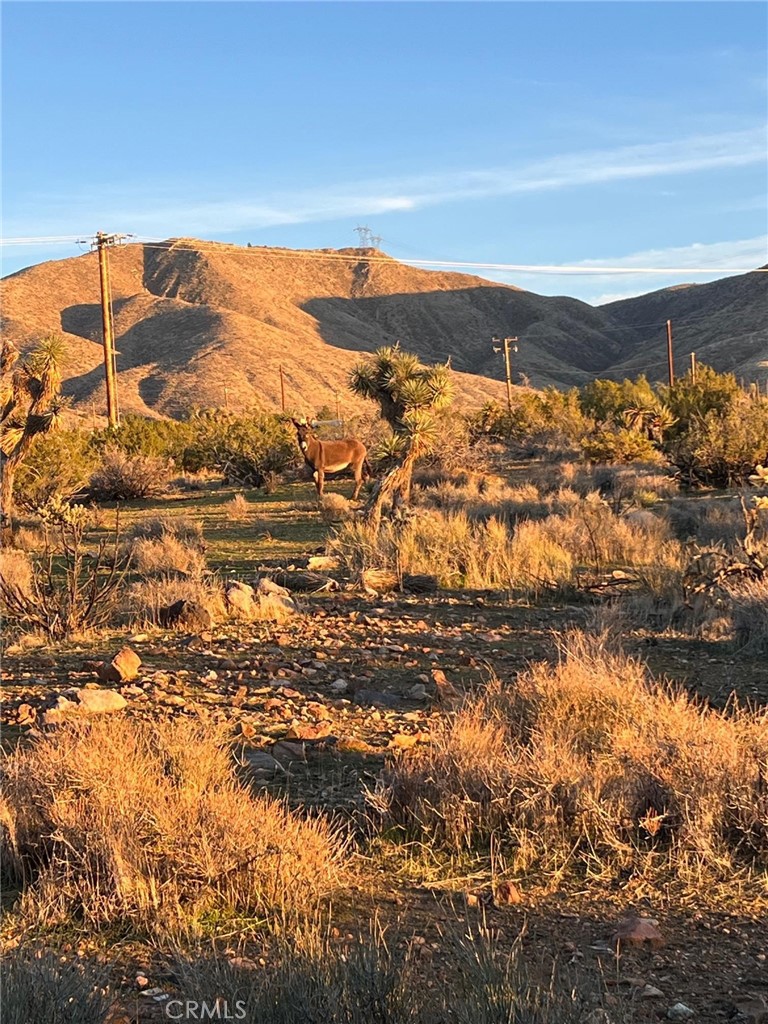 20240 Juniper Road Apple Valley, CA 92308 - Photo 25 of 25