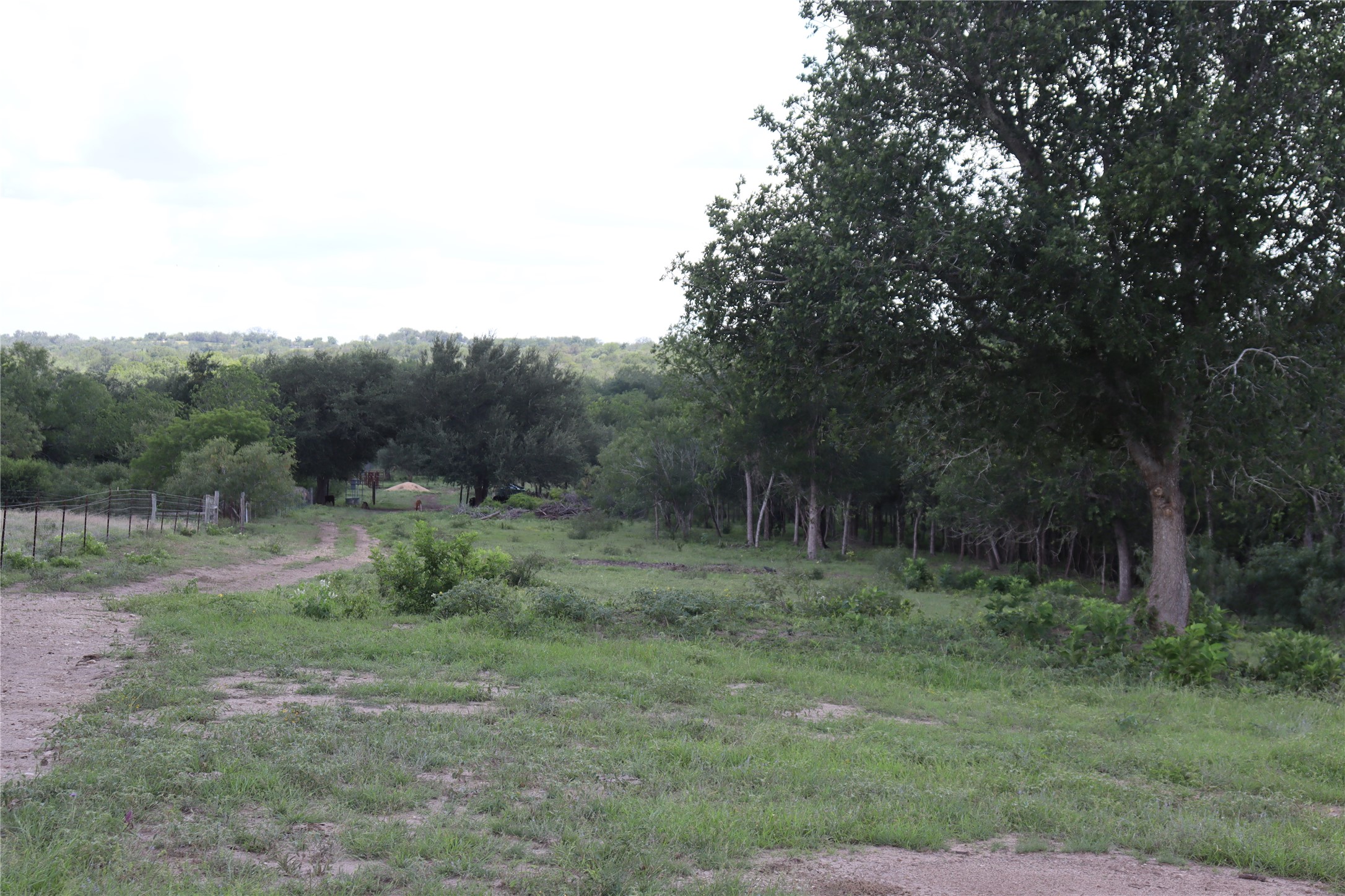 1220 Brushy Branch Road Lockhart, TX 78644 - Photo 12 of 14 Mature trees and lush greenery define this sprawling, undeveloped lot with a natural dirt path.