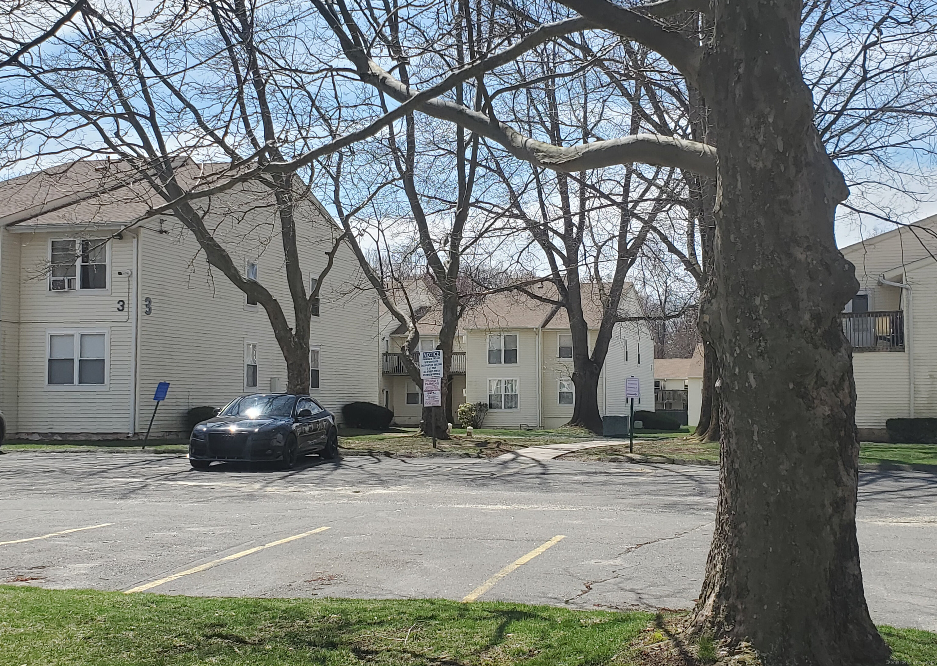 a street view with large trees