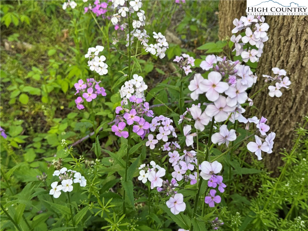 25 Reuben Wooten Road Banner Elk, NC 28604 - Photo 44 of 50 a picture of flowers