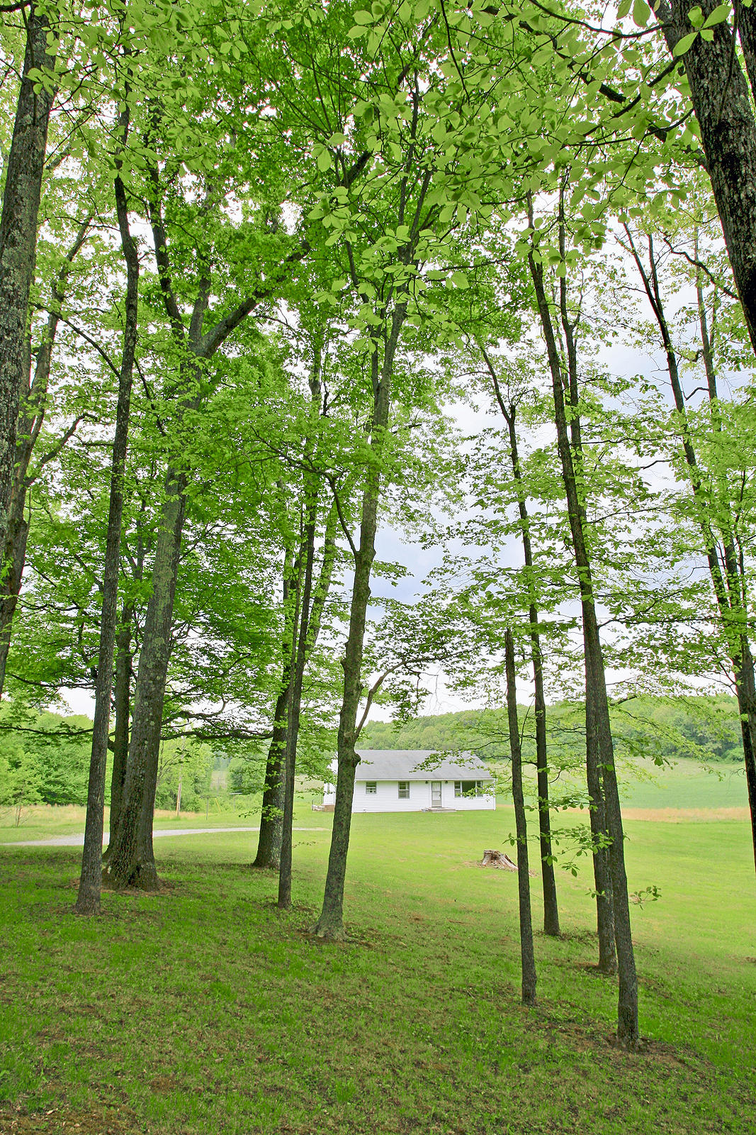 1058 Silverleaf Road Southeast Floyd, VA 24091 - Photo 27 of 55 a view of an trees with a yard