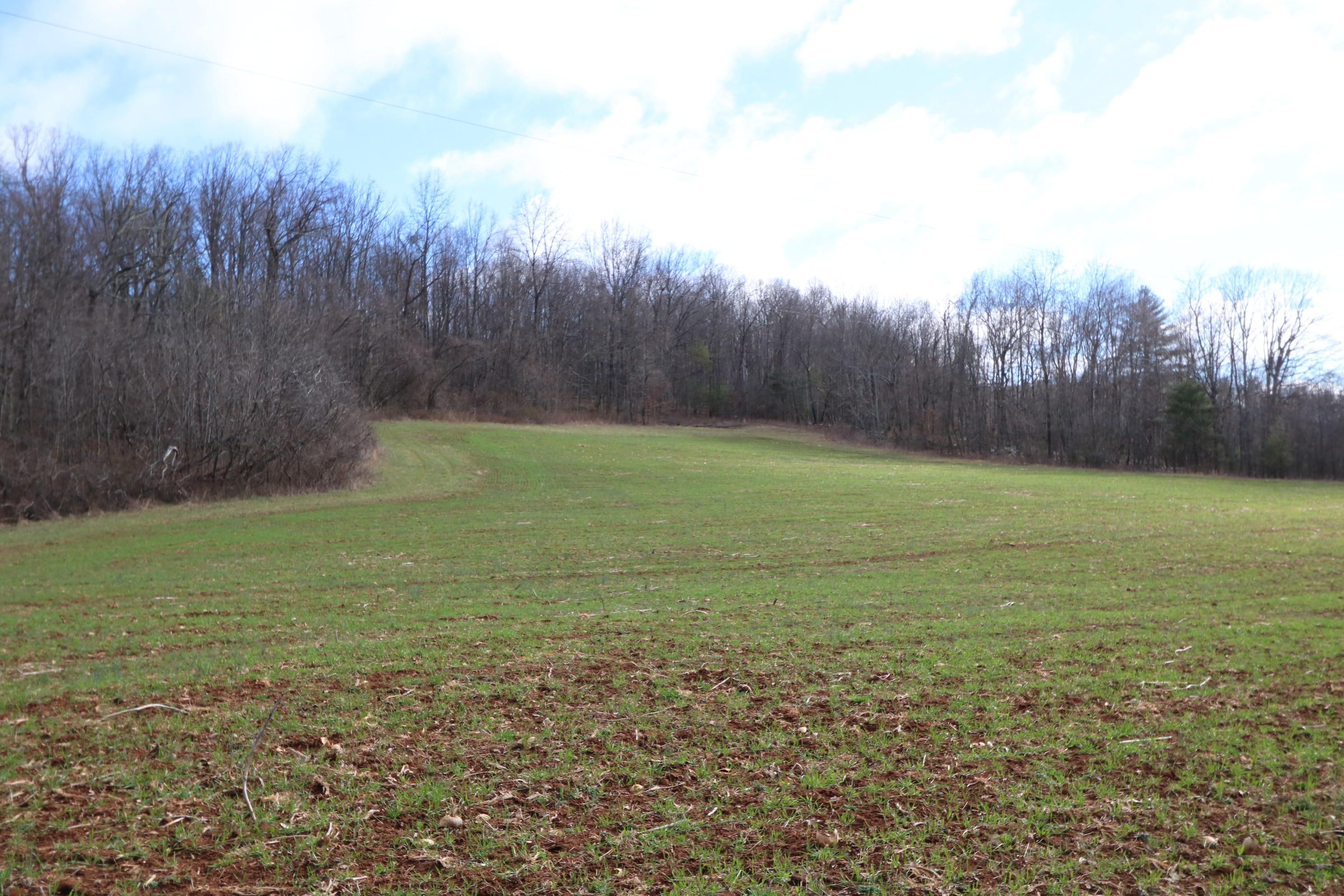 1058 Silverleaf Road Southeast Floyd, VA 24091 - Photo 48 of 55 a view of a yard with an tree