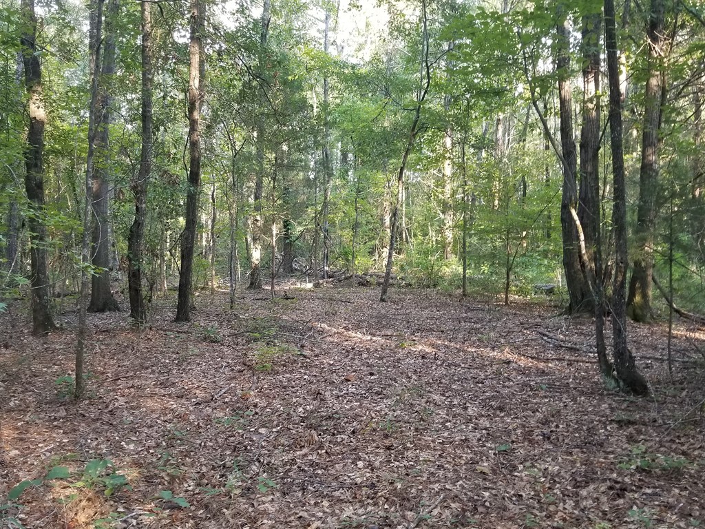 Woods