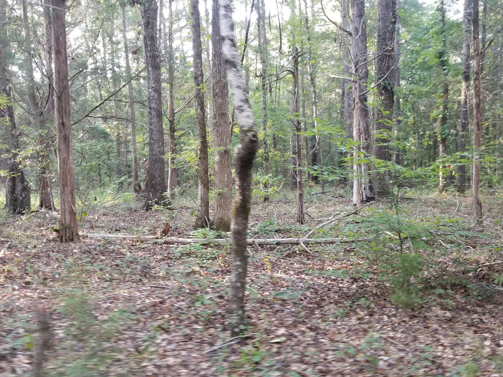 Woods