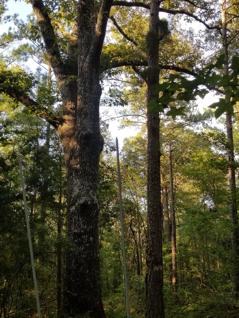 5.25 Hadley Road Pine Mountain, GA 31822 - Photo 8 of 11 Mature Oak