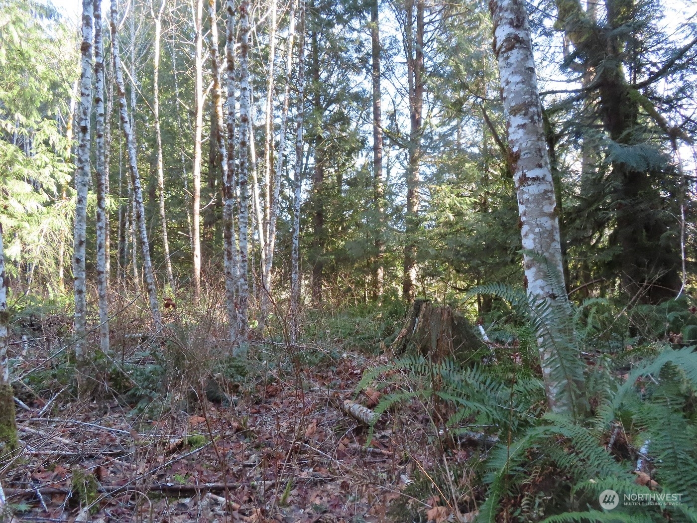 5 Winston Creek Road Mossyrock, WA 98564 - Photo 13 of 30 Gallery Image 13