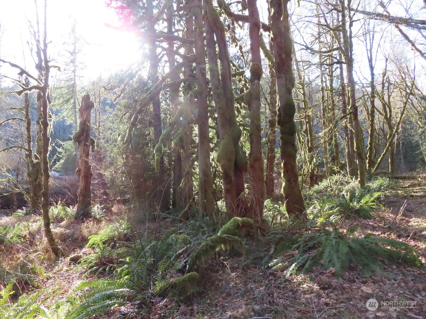 5 Winston Creek Road Mossyrock, WA 98564 - Photo 15 of 30 Gallery Image 15