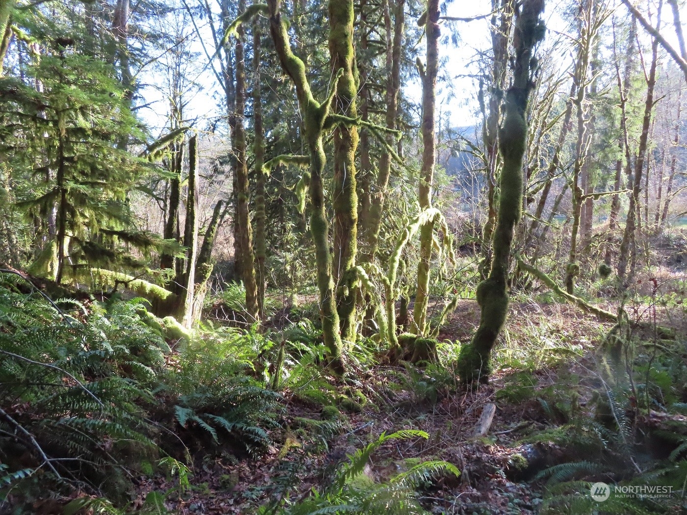 5 Winston Creek Road Mossyrock, WA 98564 - Photo 19 of 30 Gallery Image 19
