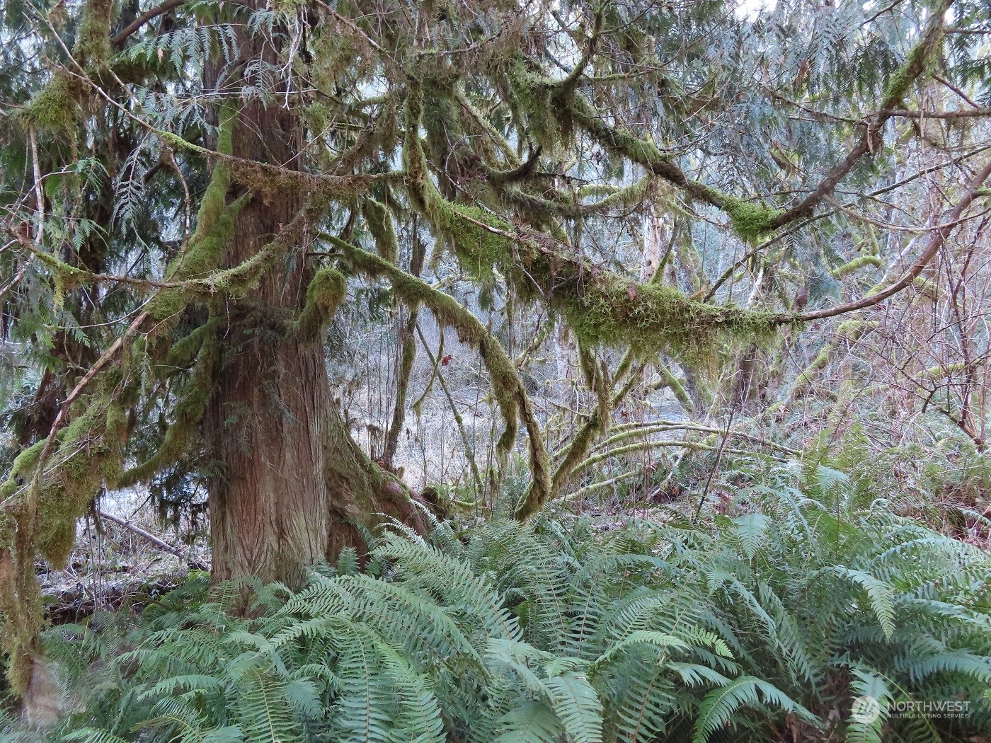 5 Winston Creek Road Mossyrock, WA 98564 - Photo 26 of 30 Gallery Image 26