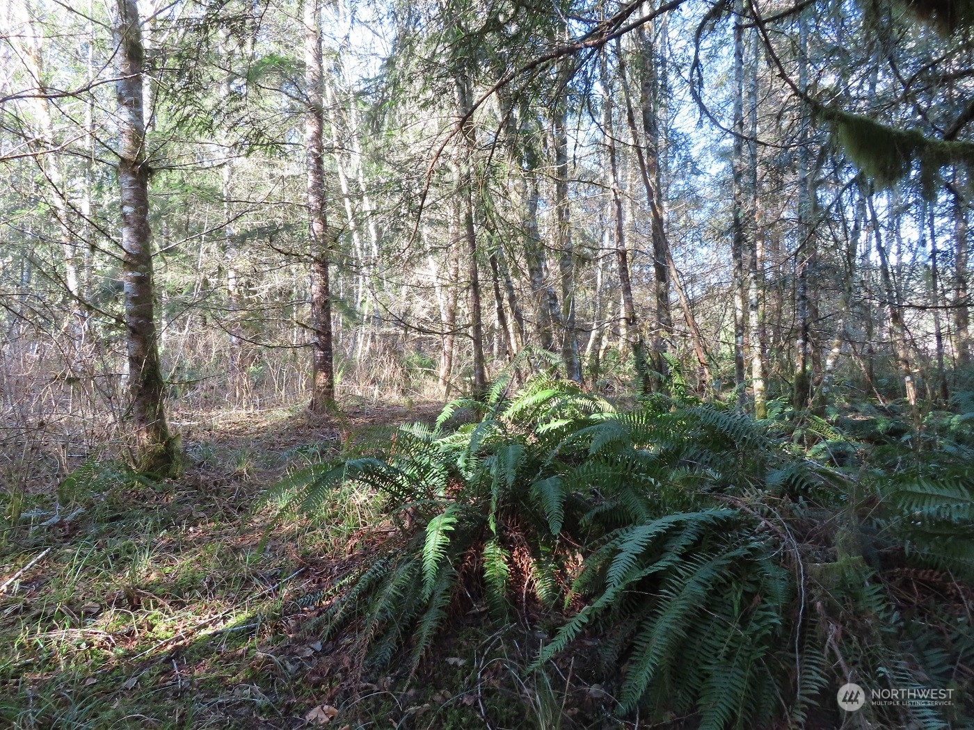 5 Winston Creek Road Mossyrock, WA 98564 - Photo 27 of 30 Gallery Image 27