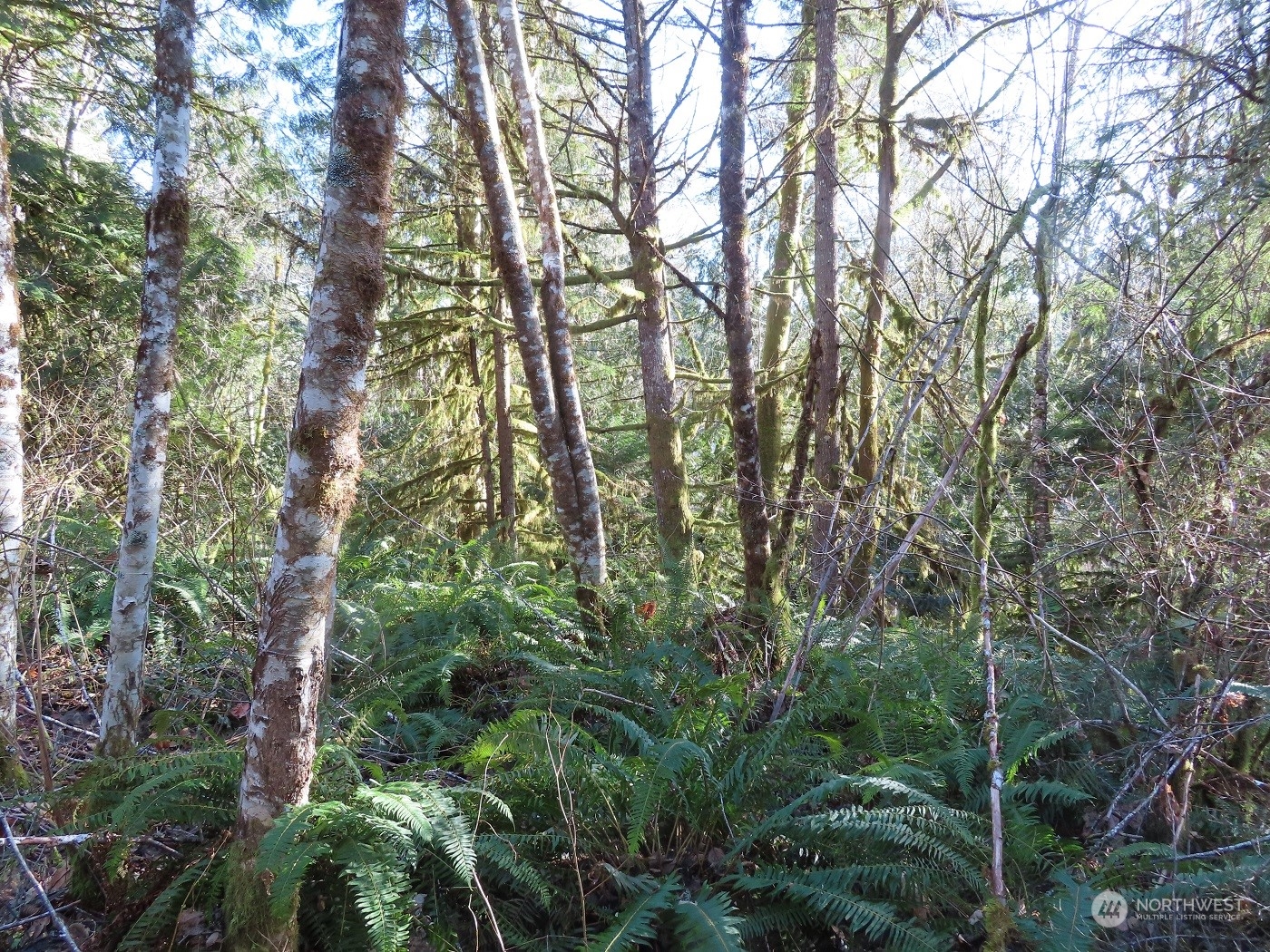 5 Winston Creek Road Mossyrock, WA 98564 - Photo 30 of 30 Gallery Image 30