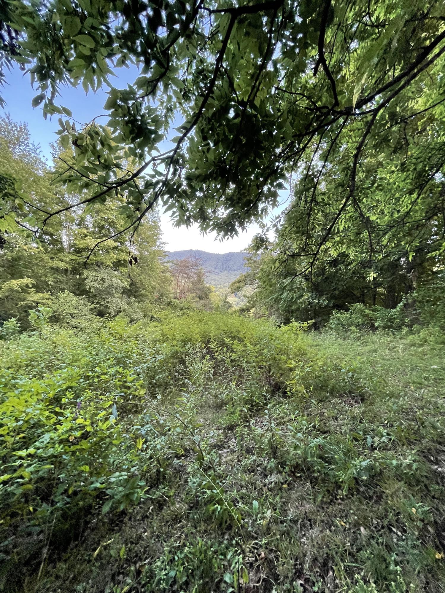 0 Old Chilhowee Road Seymour, TN 37865 - Photo 24 of 34 Back top view 4 IMG_1397