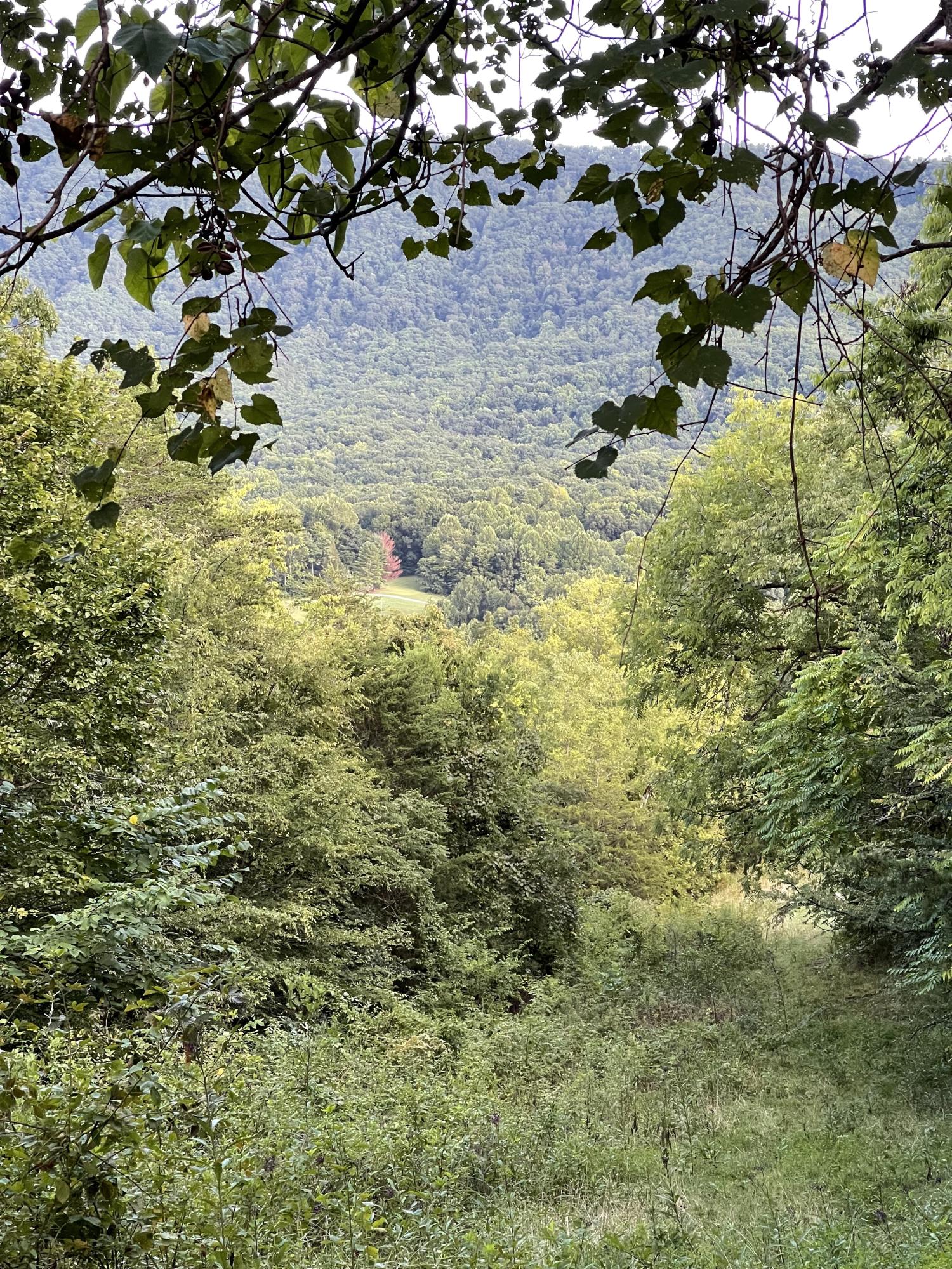 0 Old Chilhowee Road Seymour, TN 37865 - Photo 26 of 34 Back top view 2 IMG_1401