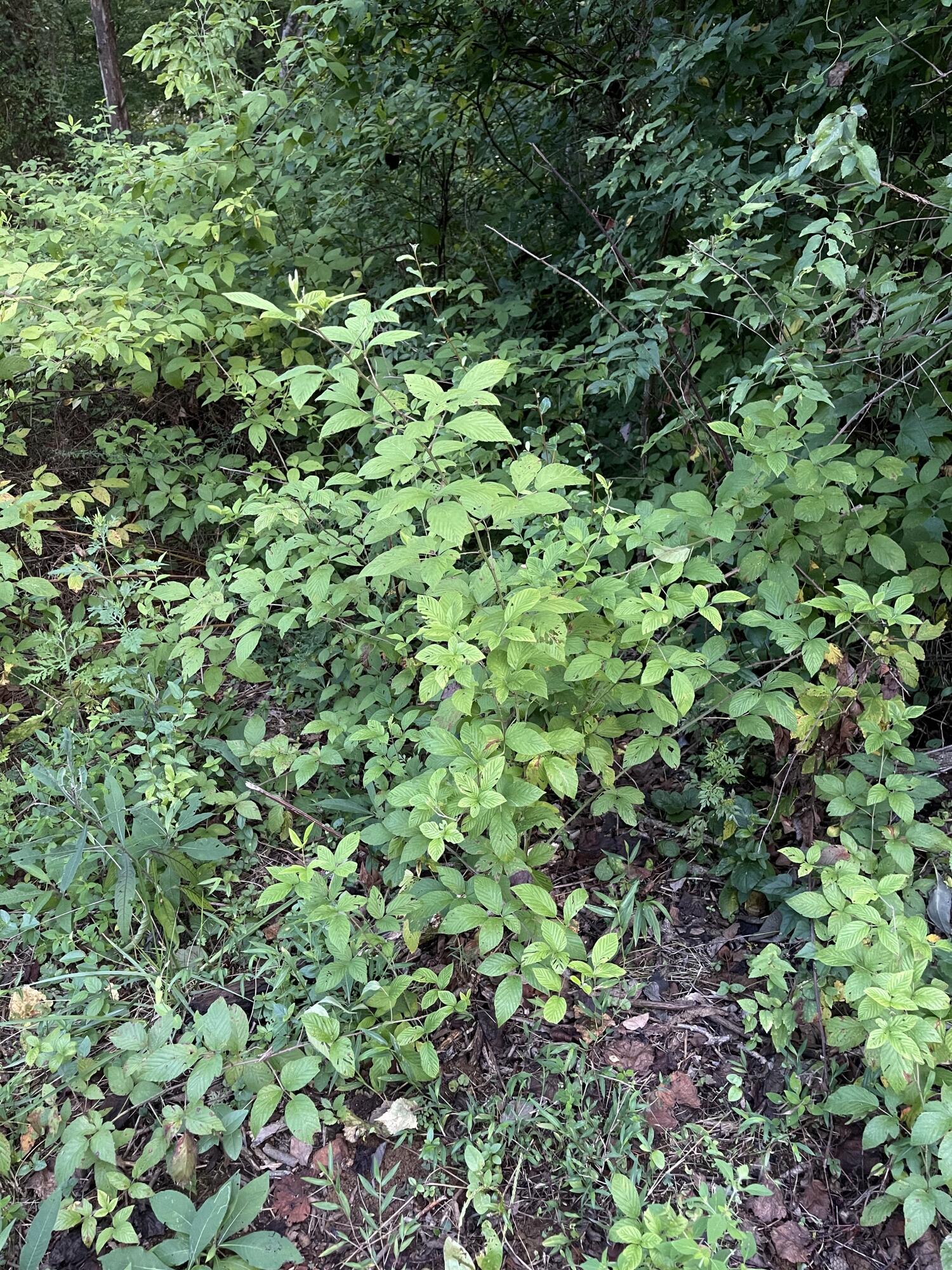 0 Old Chilhowee Road Seymour, TN 37865 - Photo 28 of 34 Blackberry bushes IMG_1403