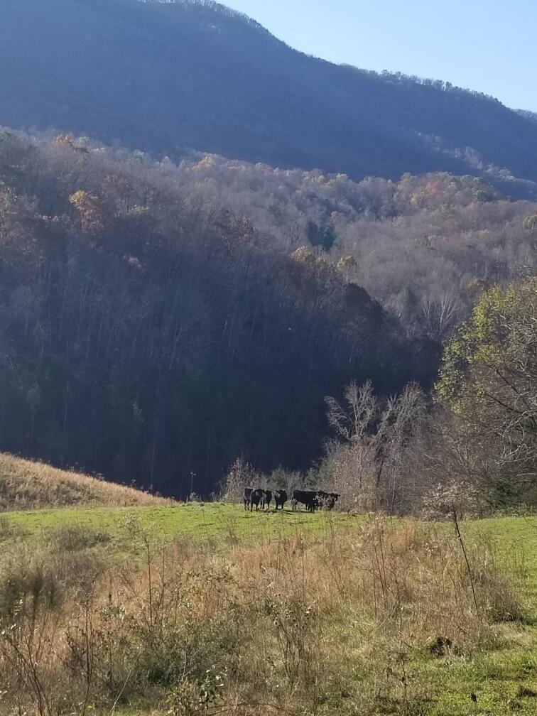0 Old Chilhowee Road Seymour, TN 37865 - Photo 32 of 34 Cows on Knoll_20201120_092604