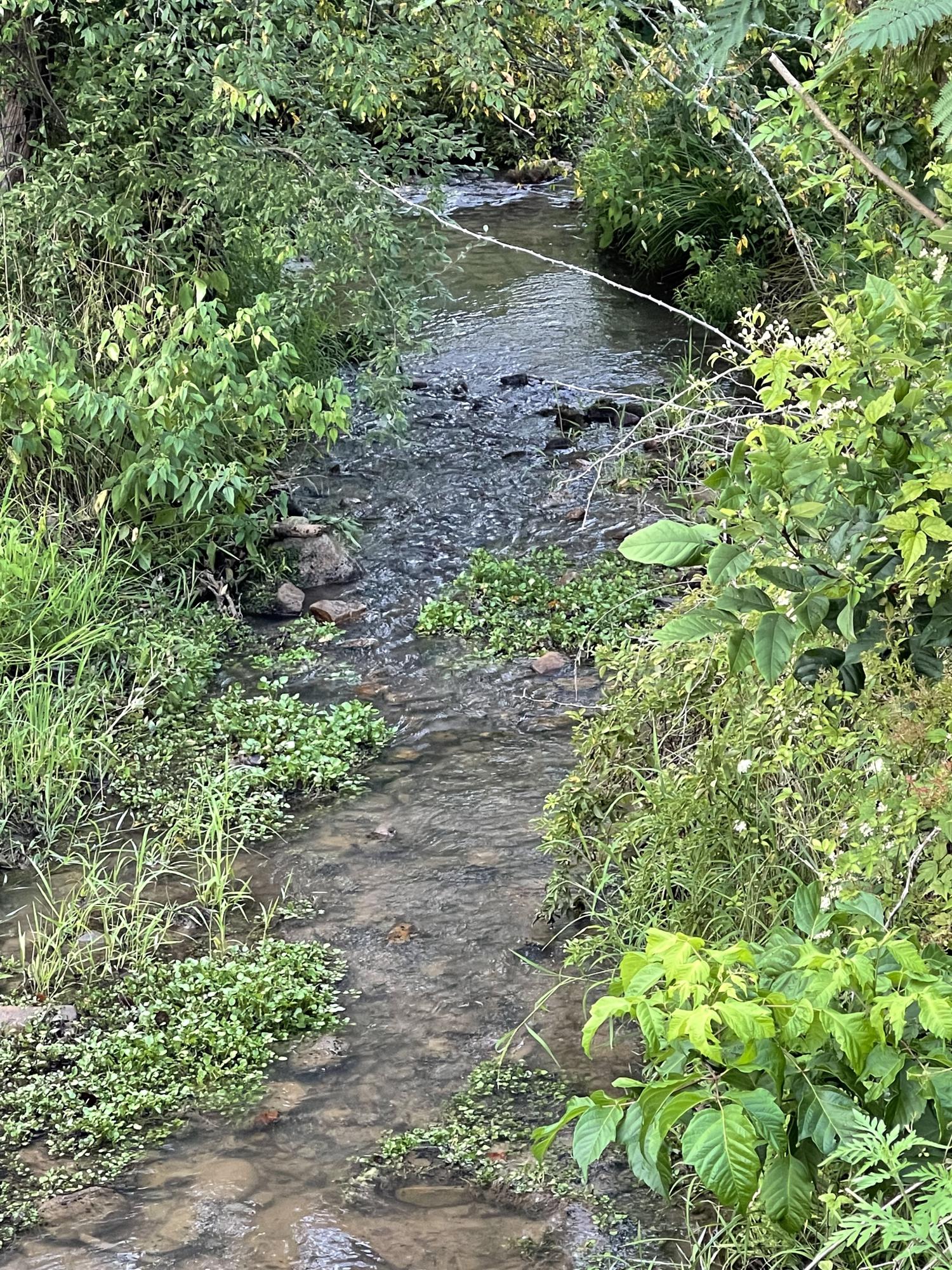 0 Old Chilhowee Road Seymour, TN 37865 - Photo 5 of 34 Creek IMG_1337
