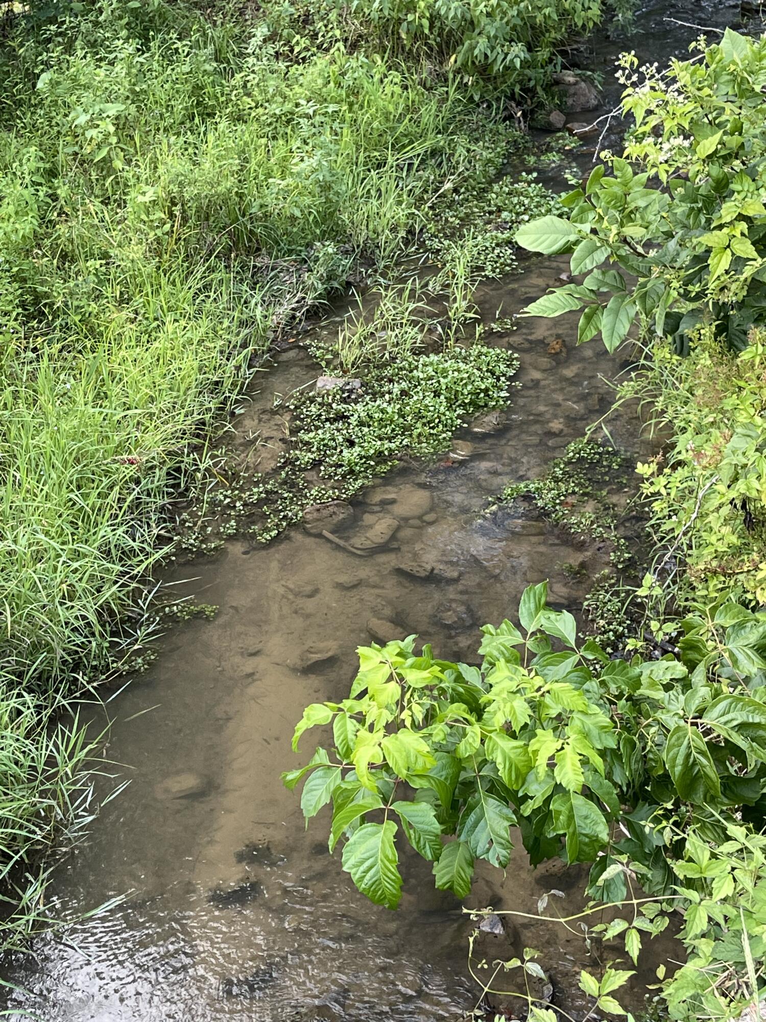 0 Old Chilhowee Road Seymour, TN 37865 - Photo 6 of 34 Creek 3 IMG_1335