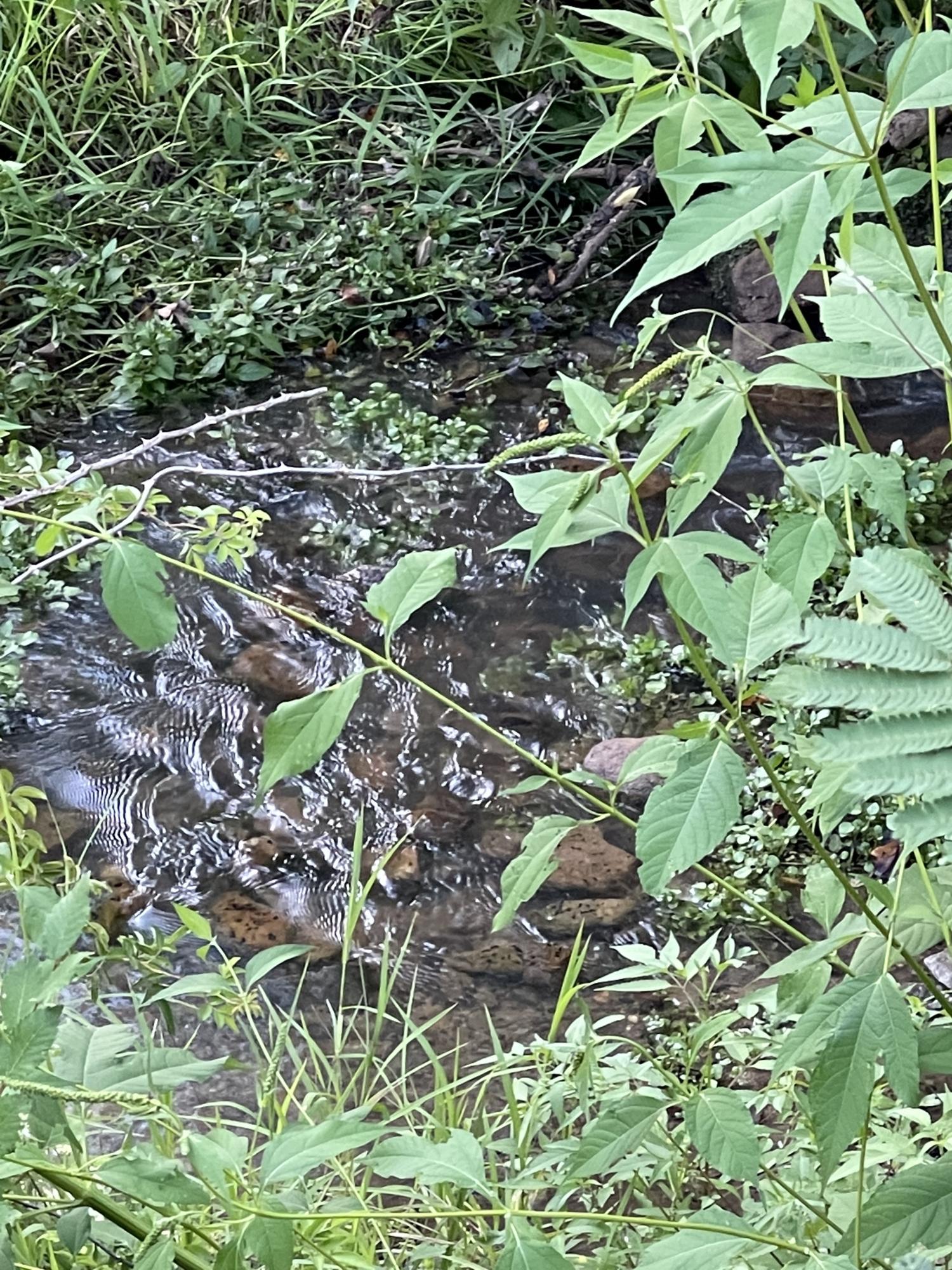 0 Old Chilhowee Road Seymour, TN 37865 - Photo 7 of 34 Creek 2 IMG_1336