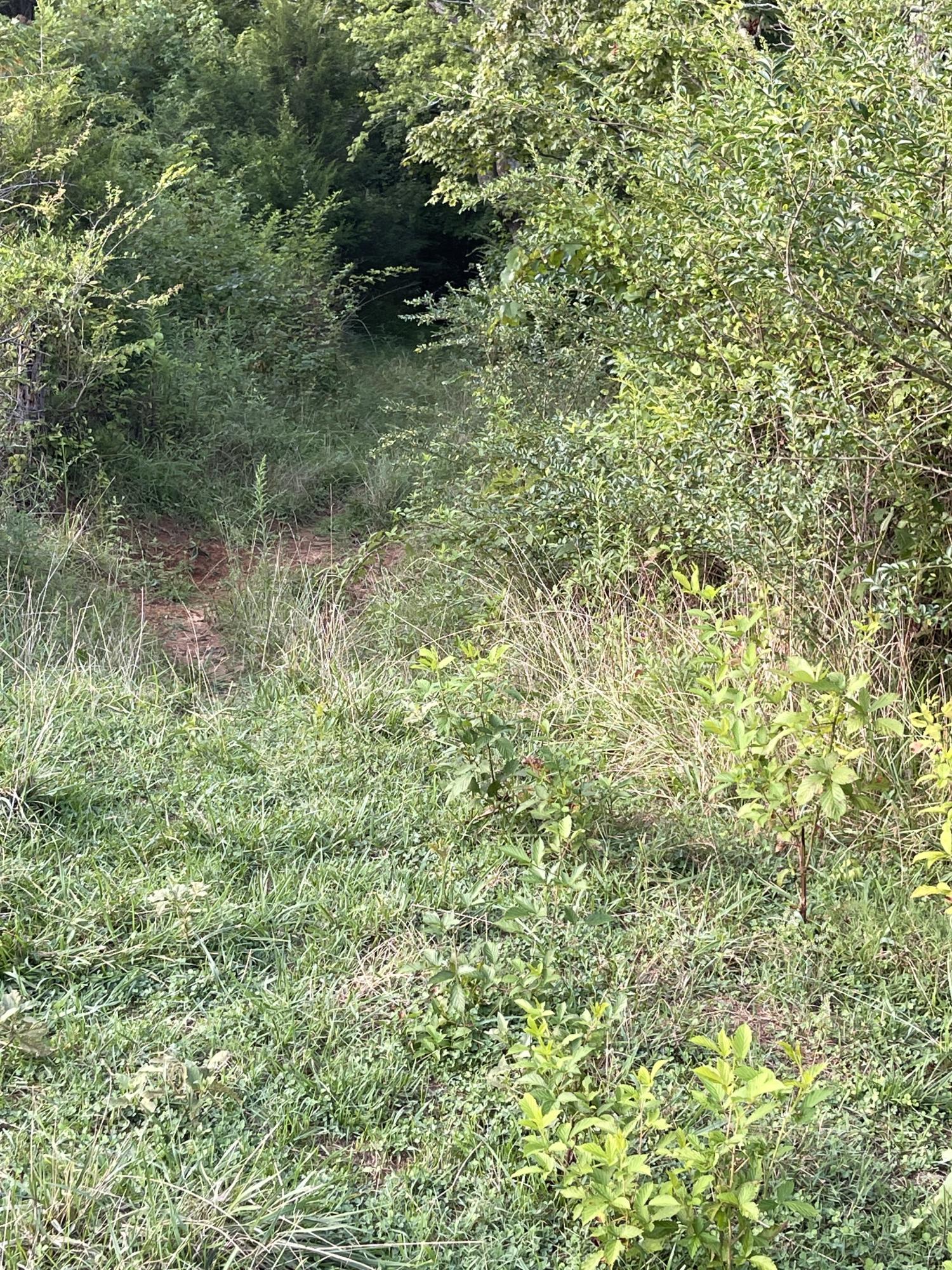 0 Old Chilhowee Road Seymour, TN 37865 - Photo 8 of 34 Tractor road entrance to wooded area IMG