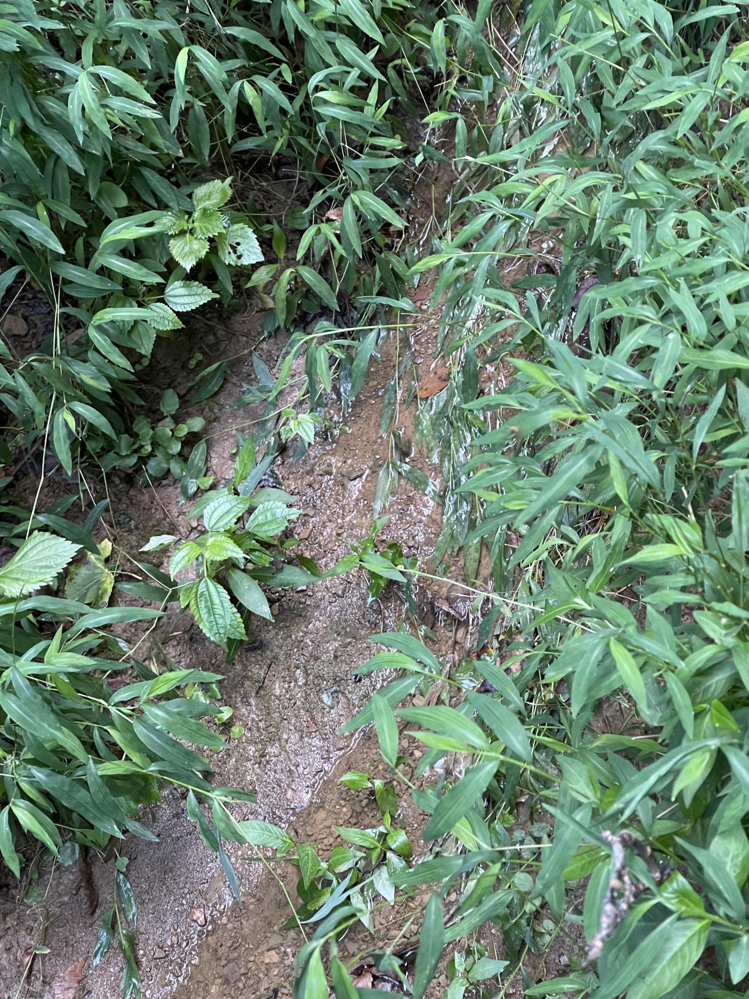 0 Old Chilhowee Road Seymour, TN 37865 - Photo 10 of 34 Spring 1 IMG_1349