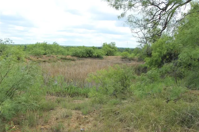 a view of a lush green forest with lots of trees
