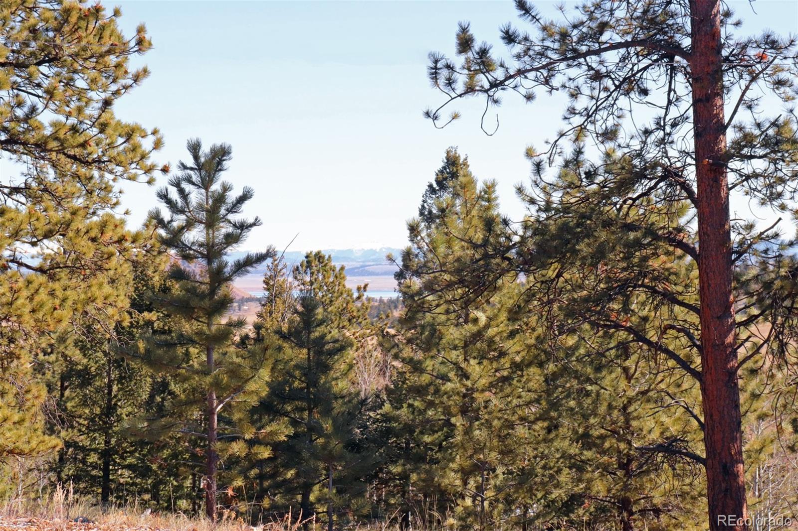 4441 Campfire Road Hartsel, CO 80449 - Photo 13 of 15 a view of a tree in a yard