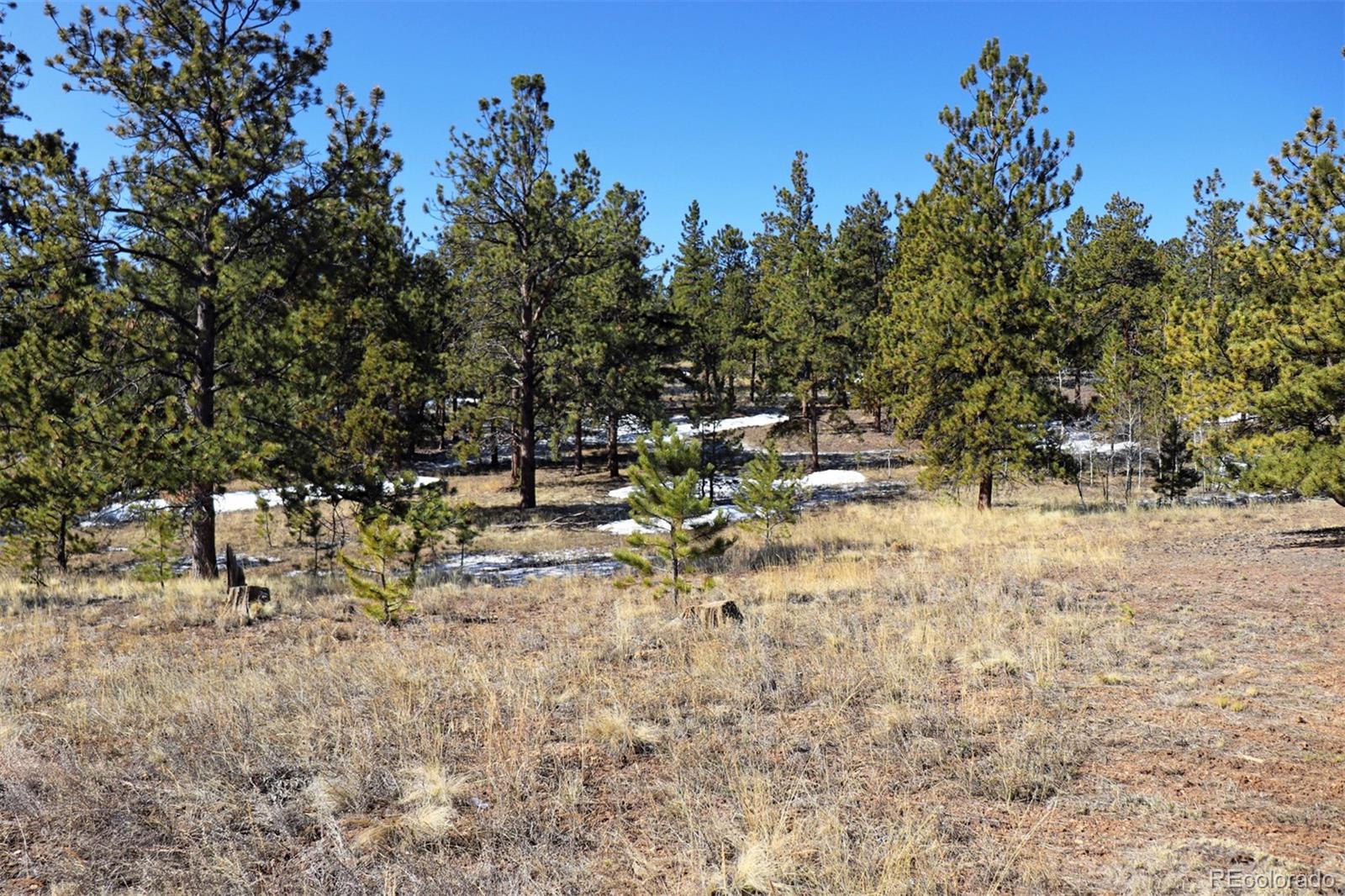 4441 Campfire Road Hartsel, CO 80449 - Photo 2 of 15 a backyard of a house with lots of green space