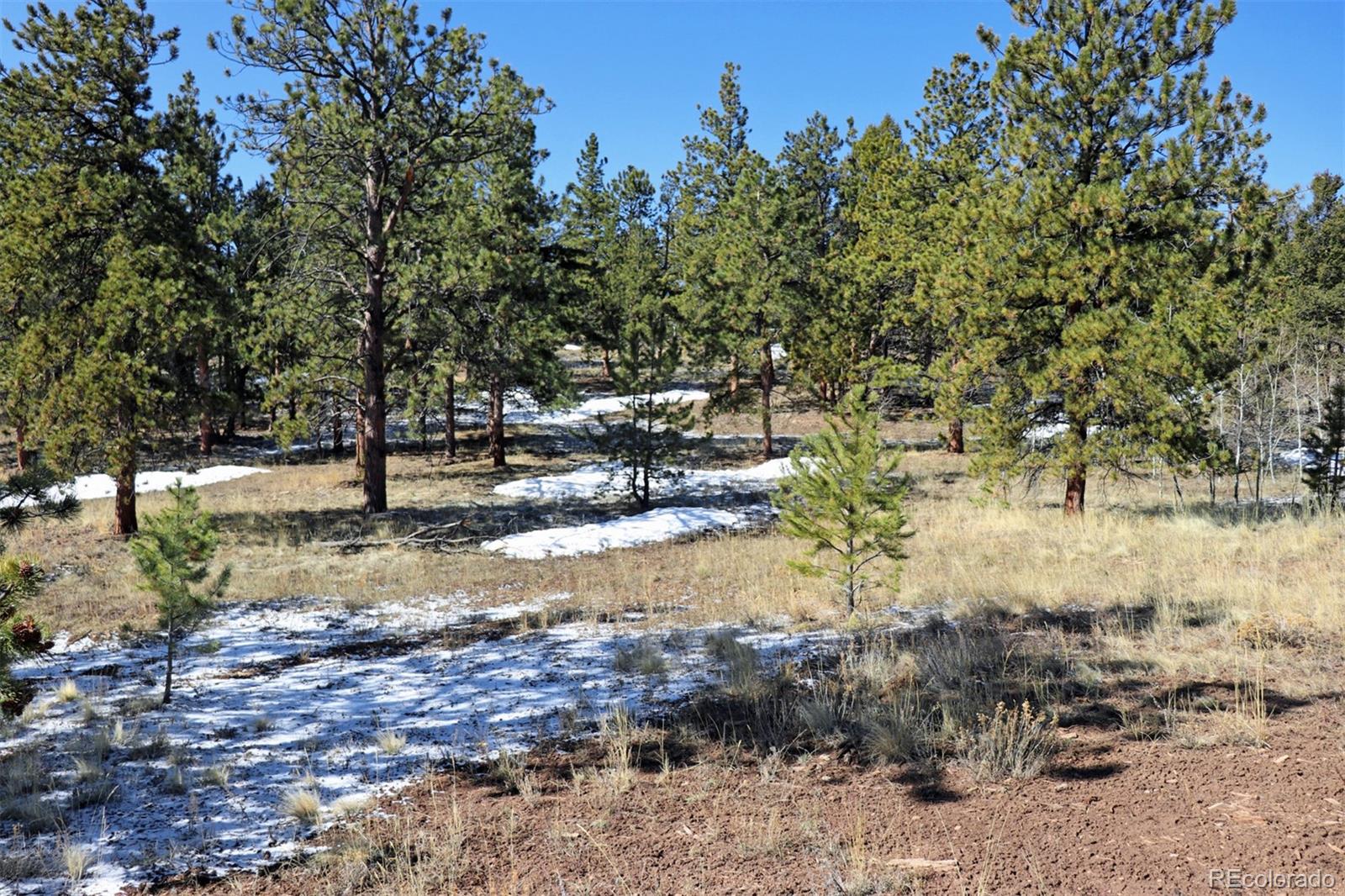 4441 Campfire Road Hartsel, CO 80449 - Photo 3 of 15 a view of yard