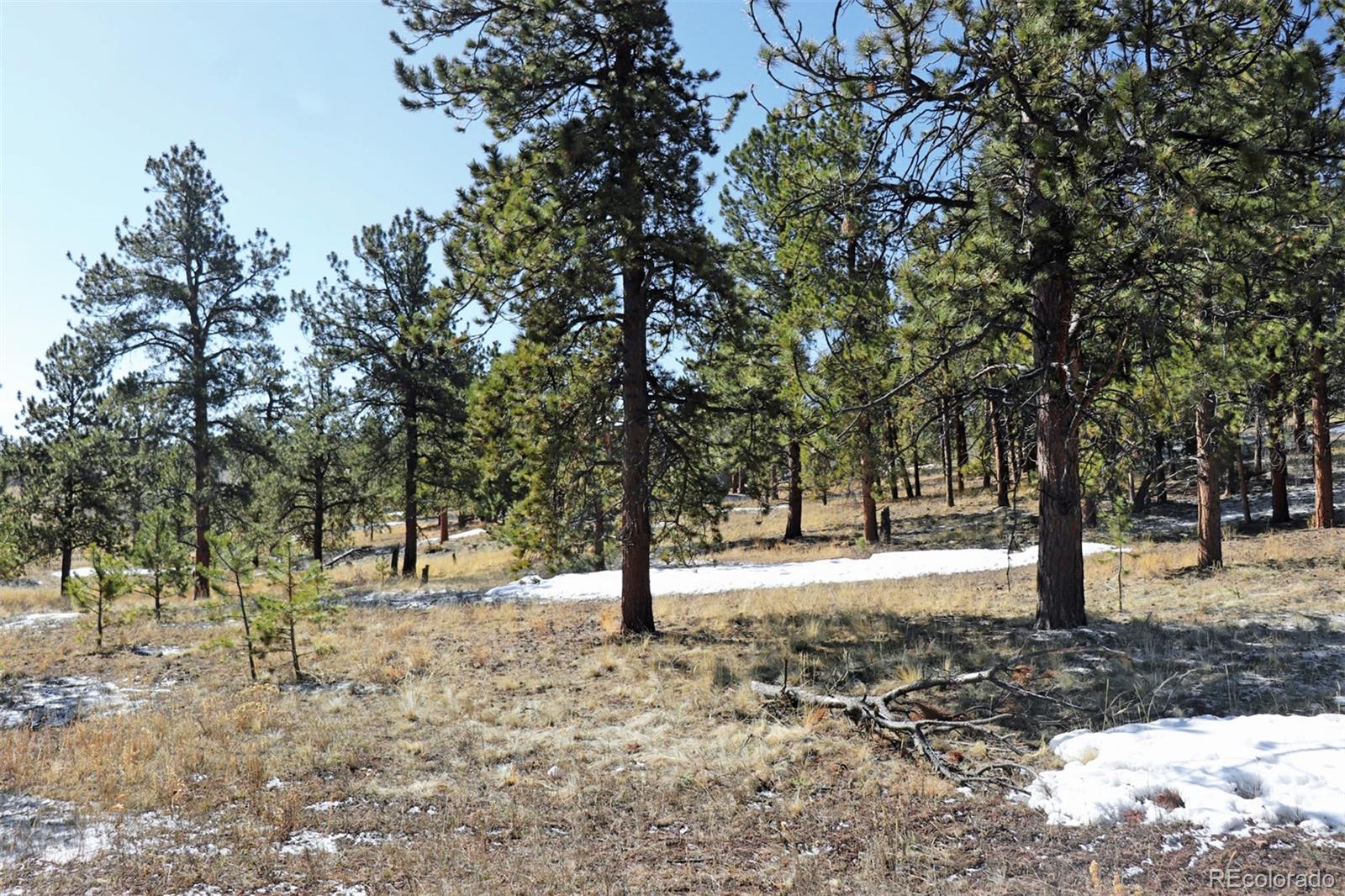 4441 Campfire Road Hartsel, CO 80449 - Photo 4 of 15 a view of road with trees