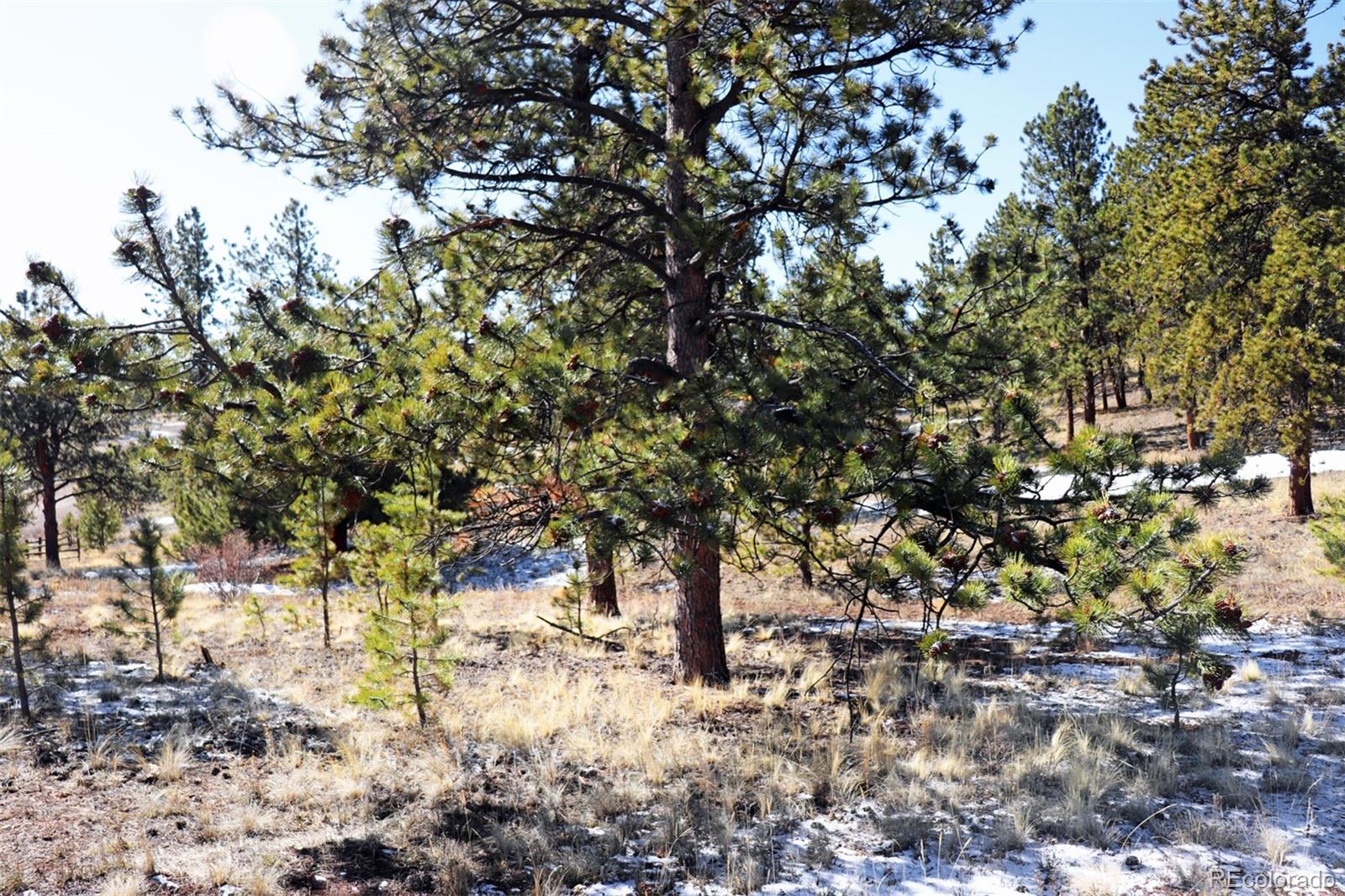 4441 Campfire Road Hartsel, CO 80449 - Photo 5 of 15 a view of a tree