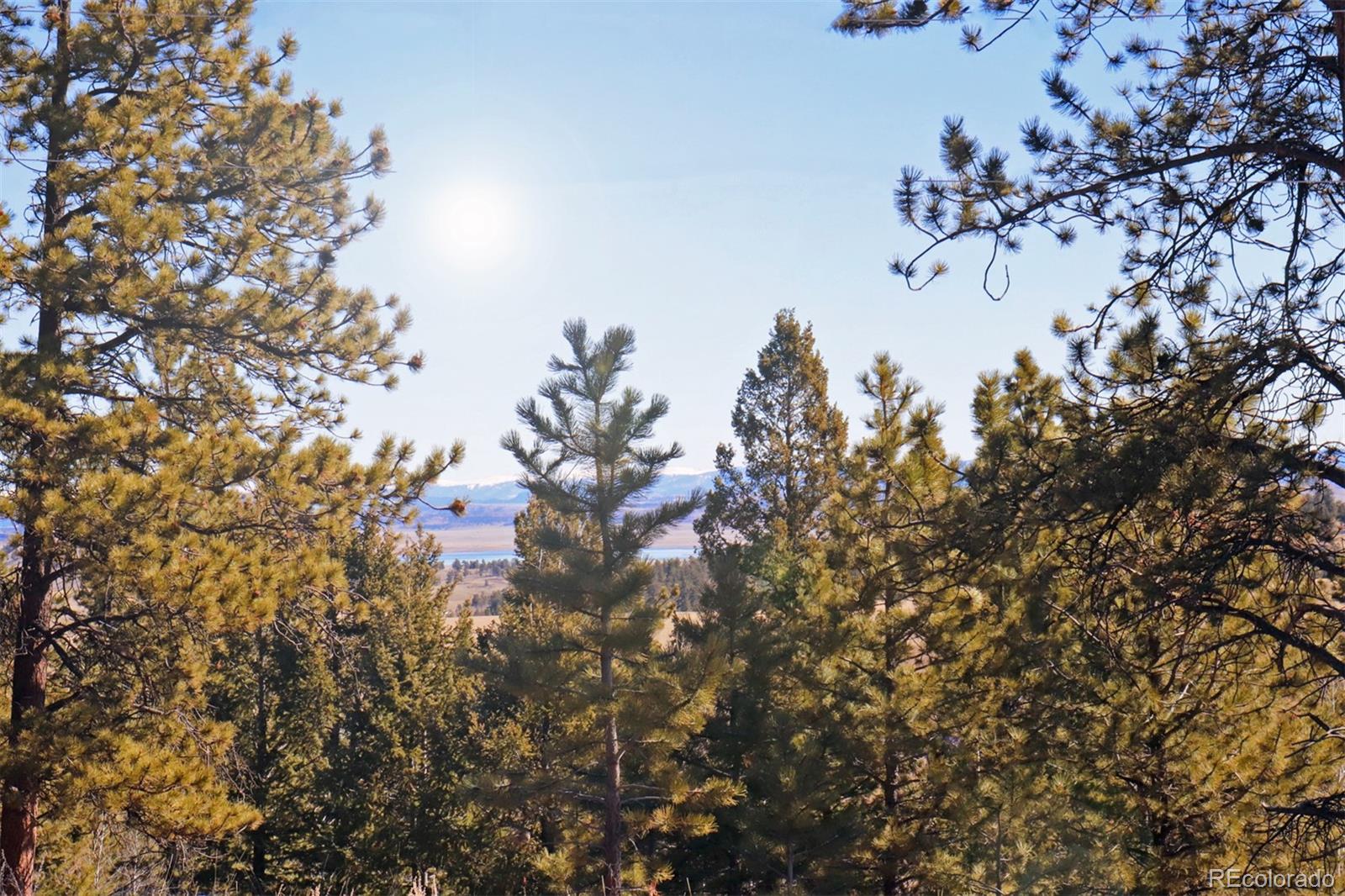 4441 Campfire Road Hartsel, CO 80449 - Photo 7 of 15 a view of a tree in a tree