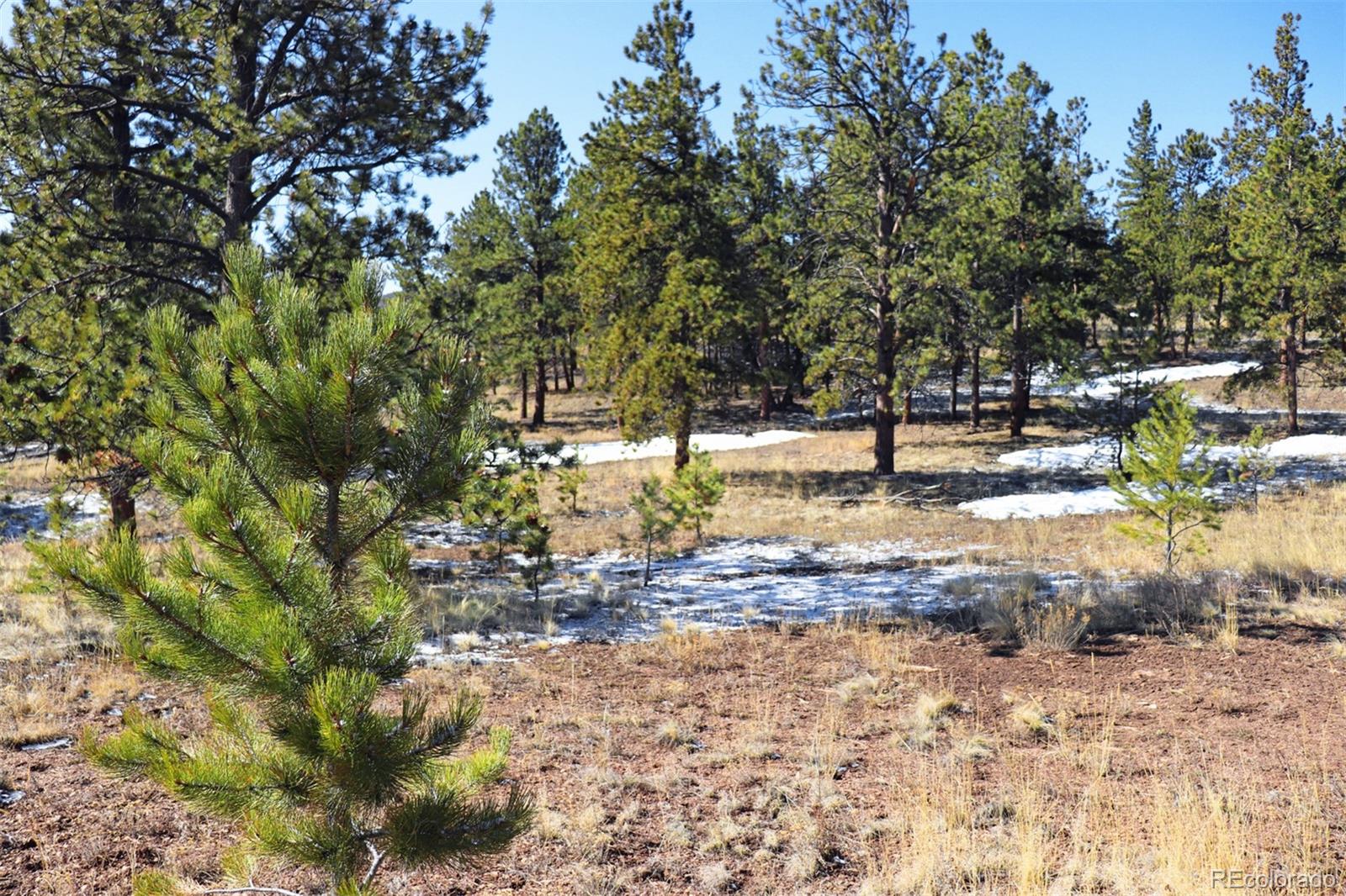 4441 Campfire Road Hartsel, CO 80449 - Photo 9 of 15 a view of a yard with a tree