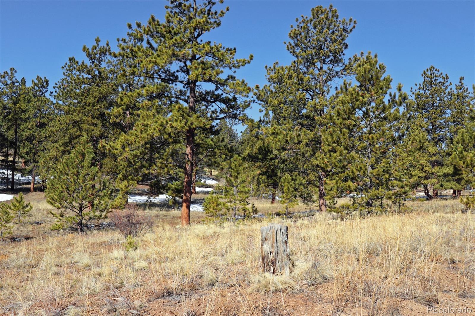 4441 Campfire Road Hartsel, CO 80449 - Photo 10 of 15 a view of yard with trees