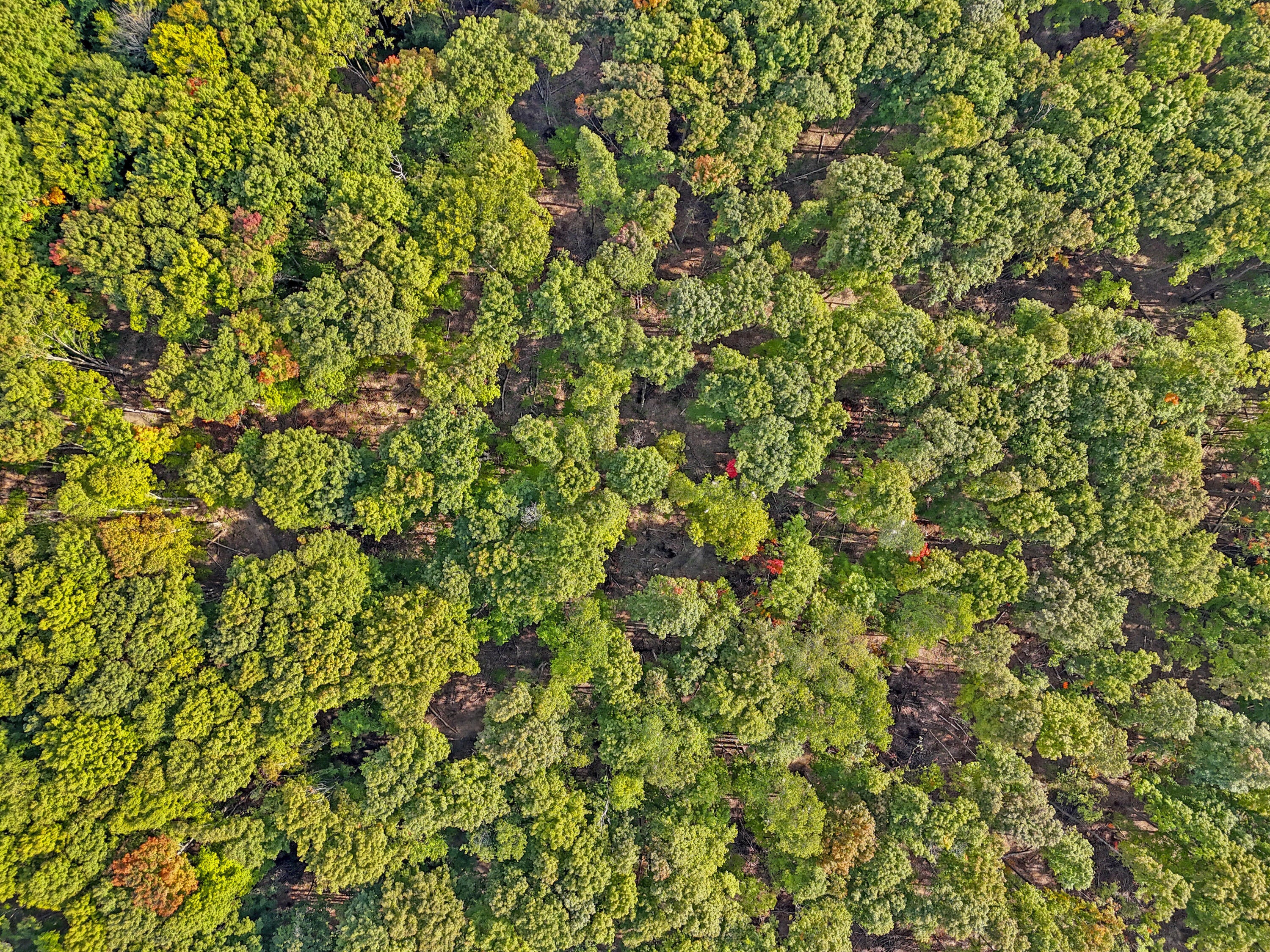 1464 North Raymond Road Luther, MI 49656 - Photo 22 of 31 DJI_20250910050218_0503_D