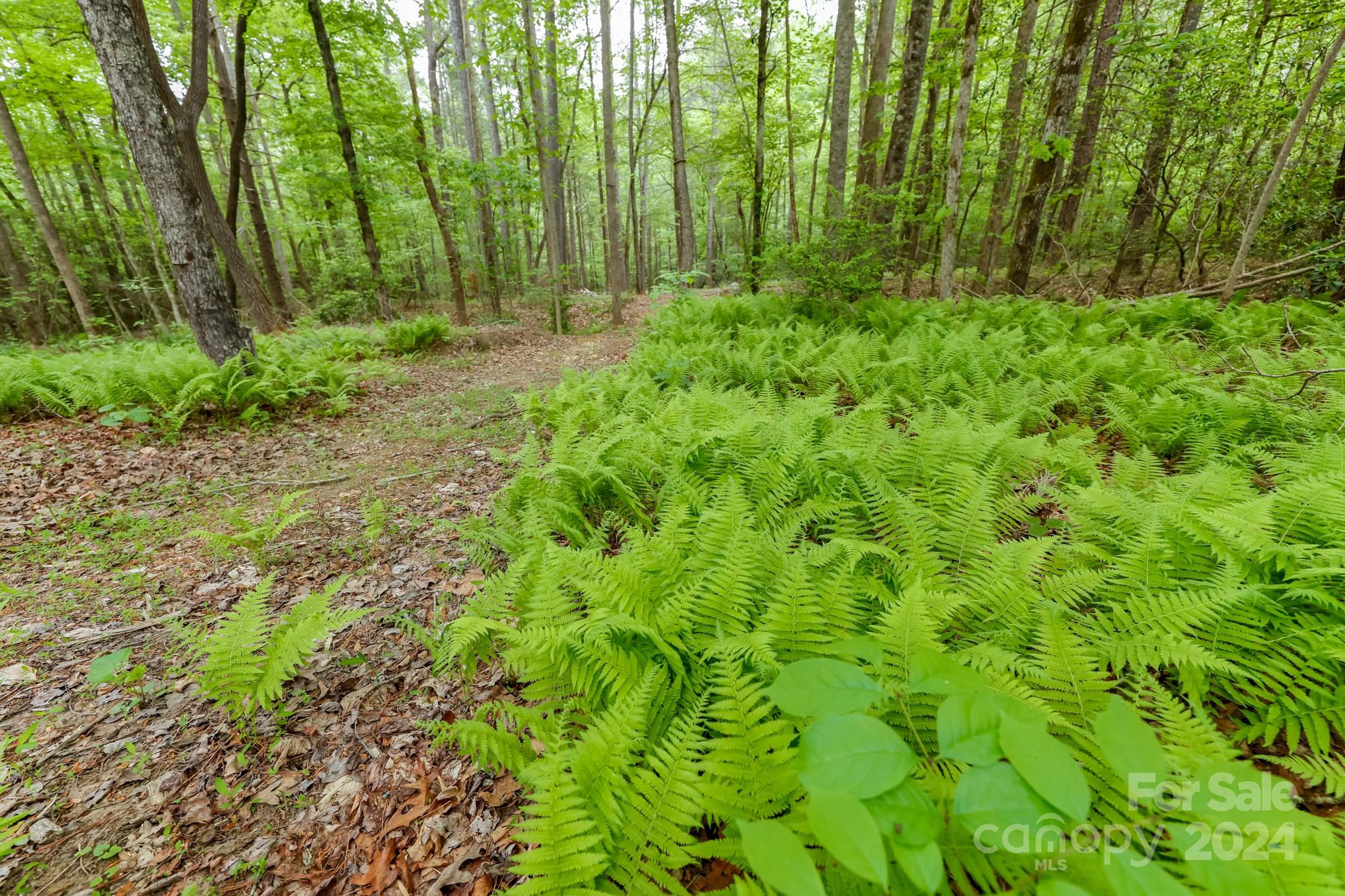 997 Proctor Road Lake Lure, NC 28746 - Photo 32 of 43 a view of a garden