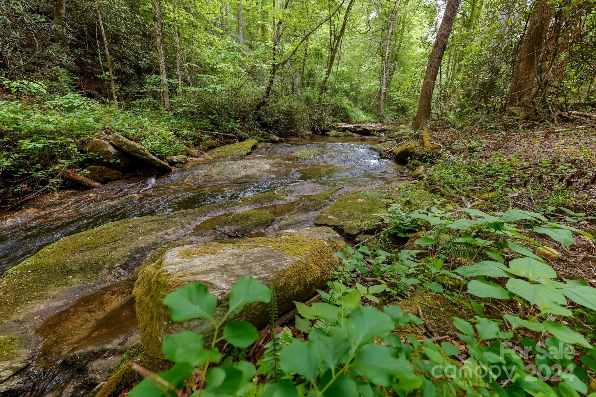 997 Proctor Road Lake Lure, NC 28746 - Photo 33 of 43 a view of a forest that has a tree