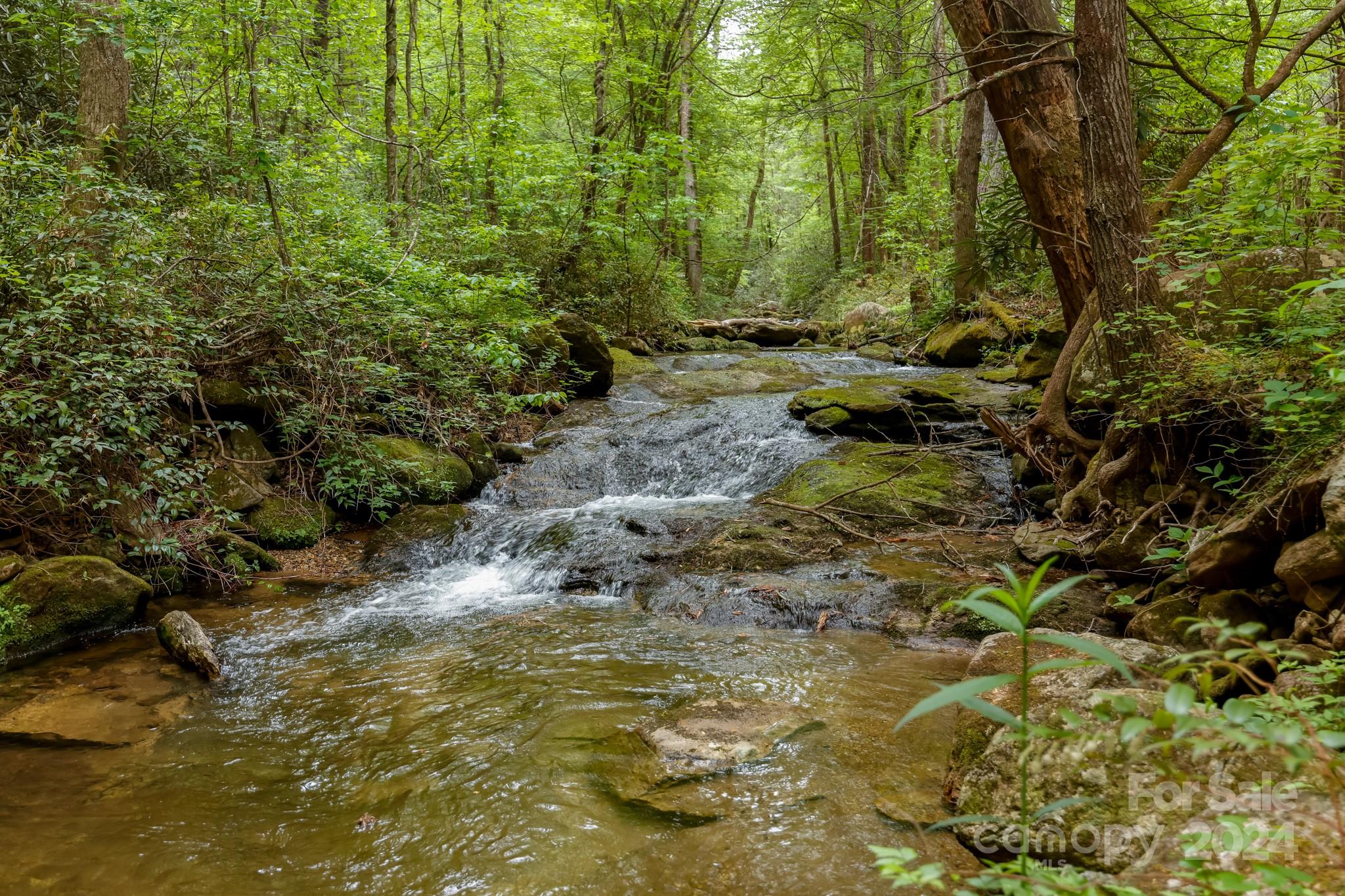 997 Proctor Road Lake Lure, NC 28746 - Photo 34 of 43 a view of a forest with trees